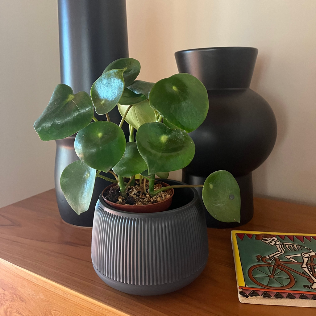 Peperomia Raindrop