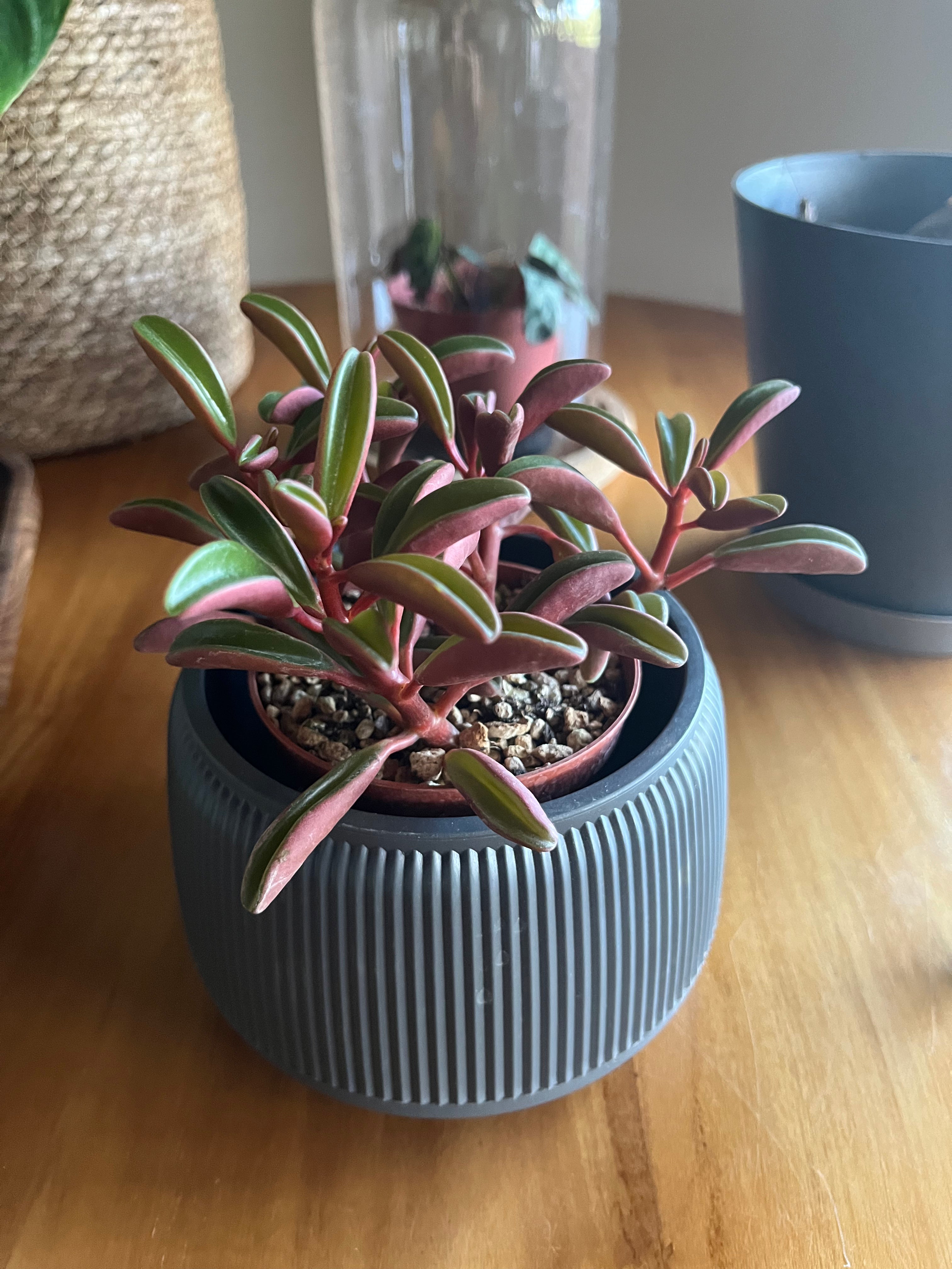 Peperomia graveolens
