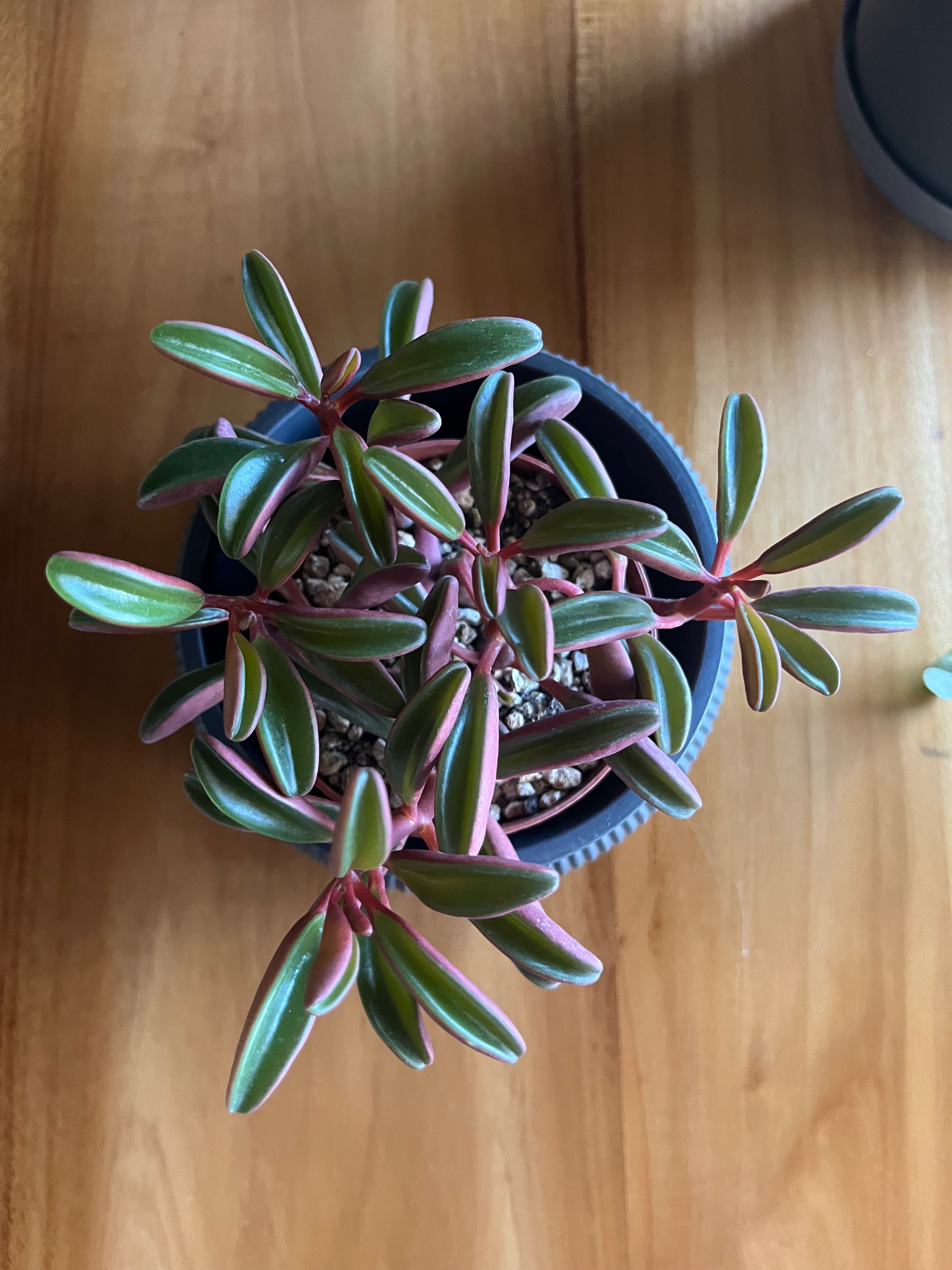 Peperomia graveolens