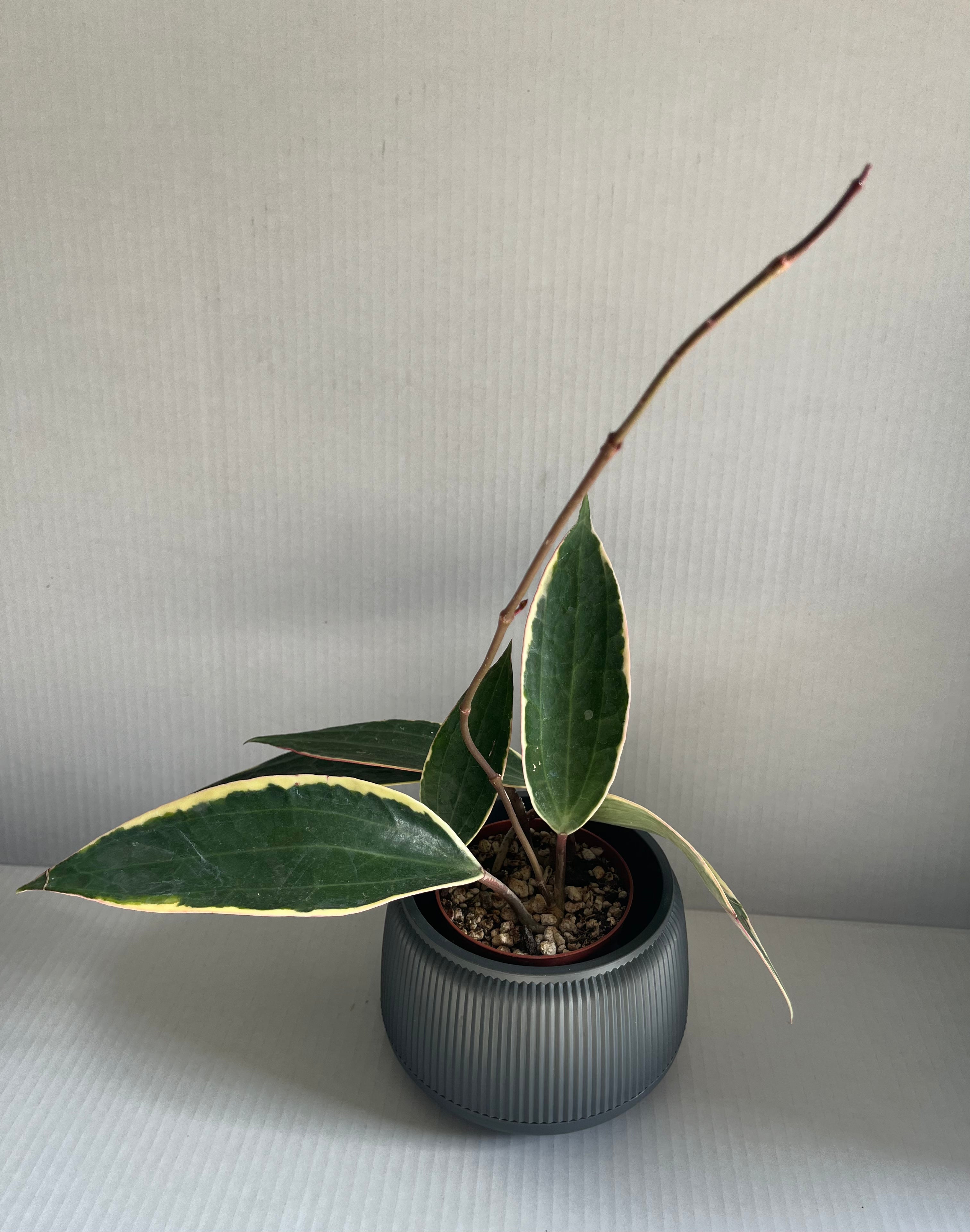 Hoya macrophylla