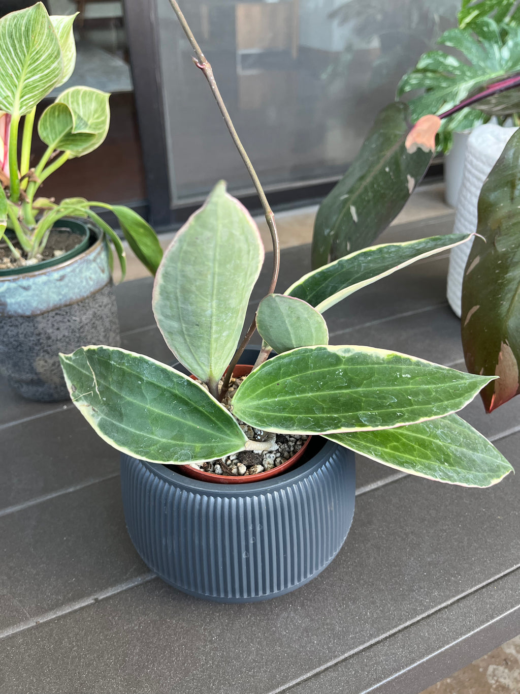 Hoya macrophylla