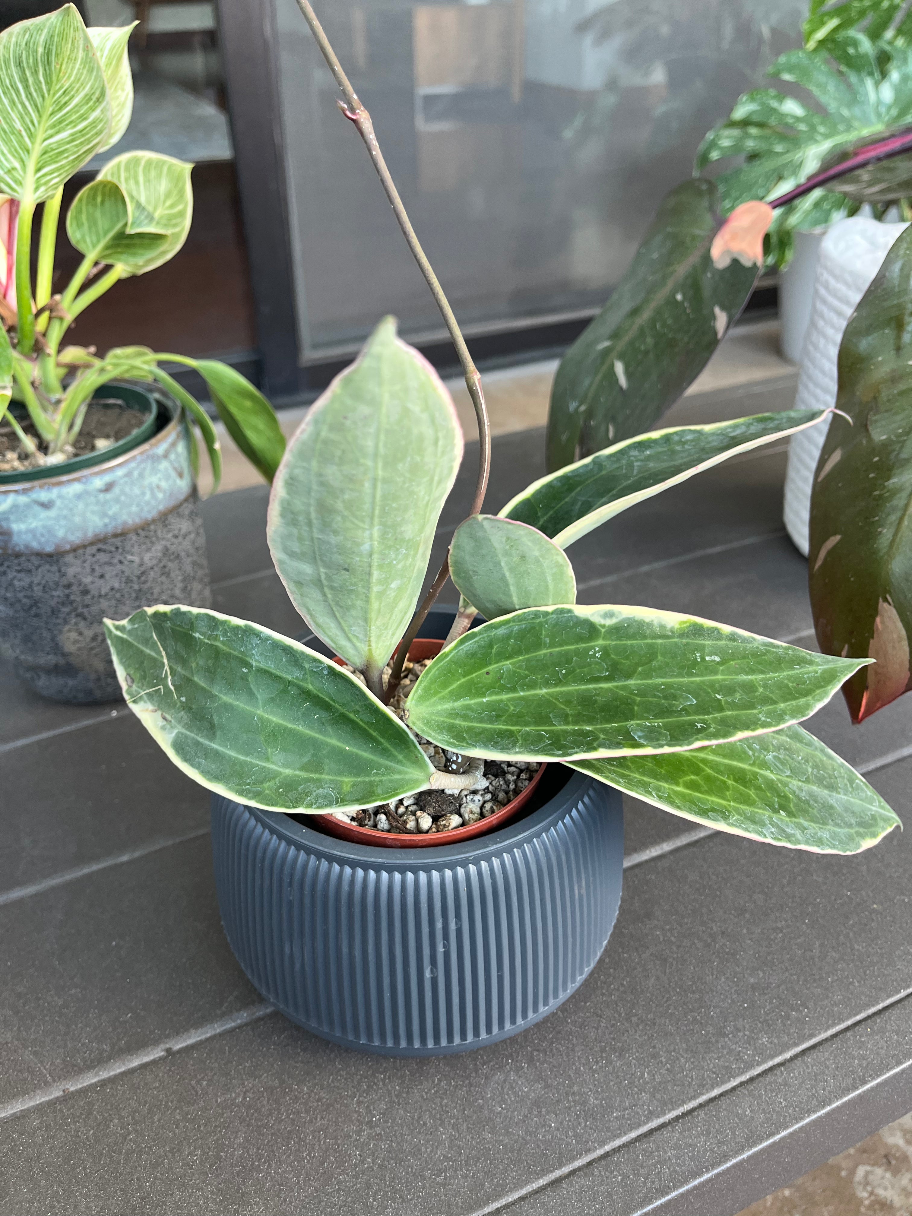 Hoya macrophylla