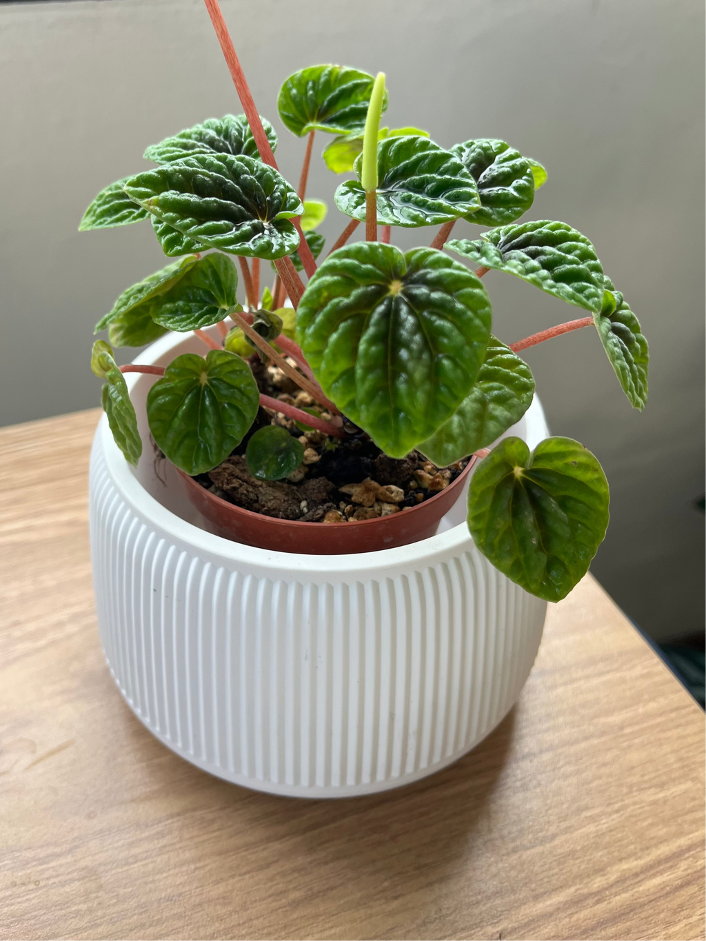 Peperomia Caperata Green