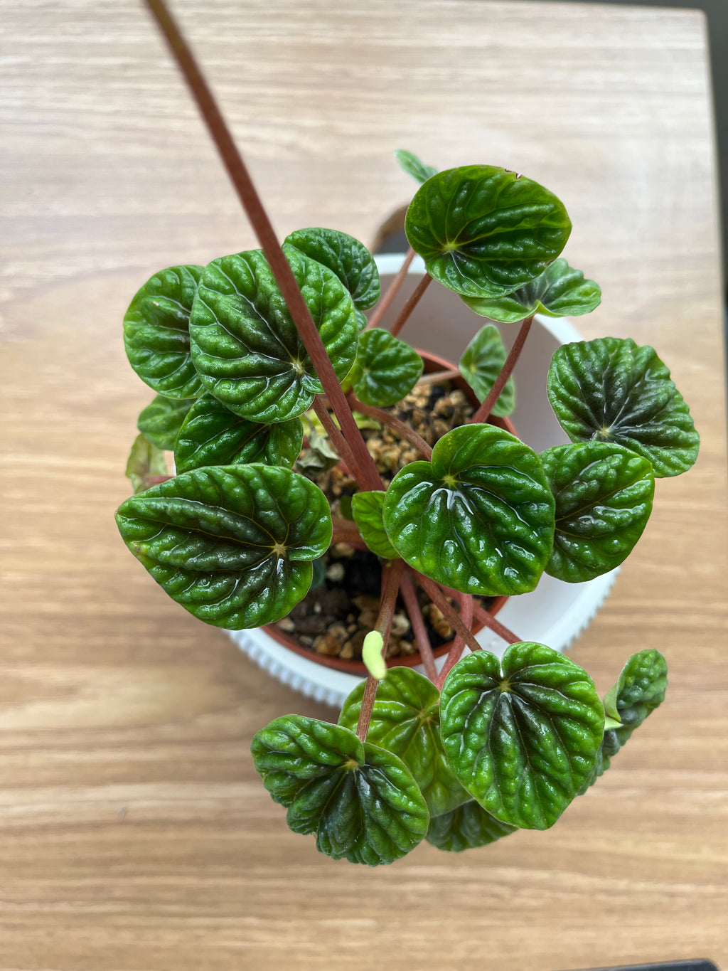 Peperomia Caperata Green