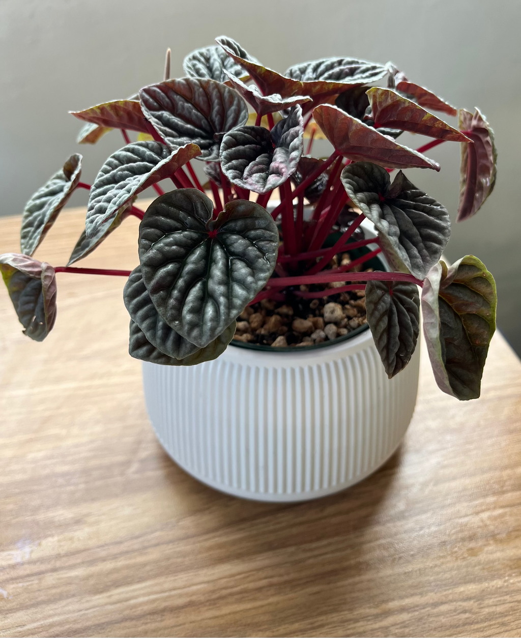 Peperomia Silver