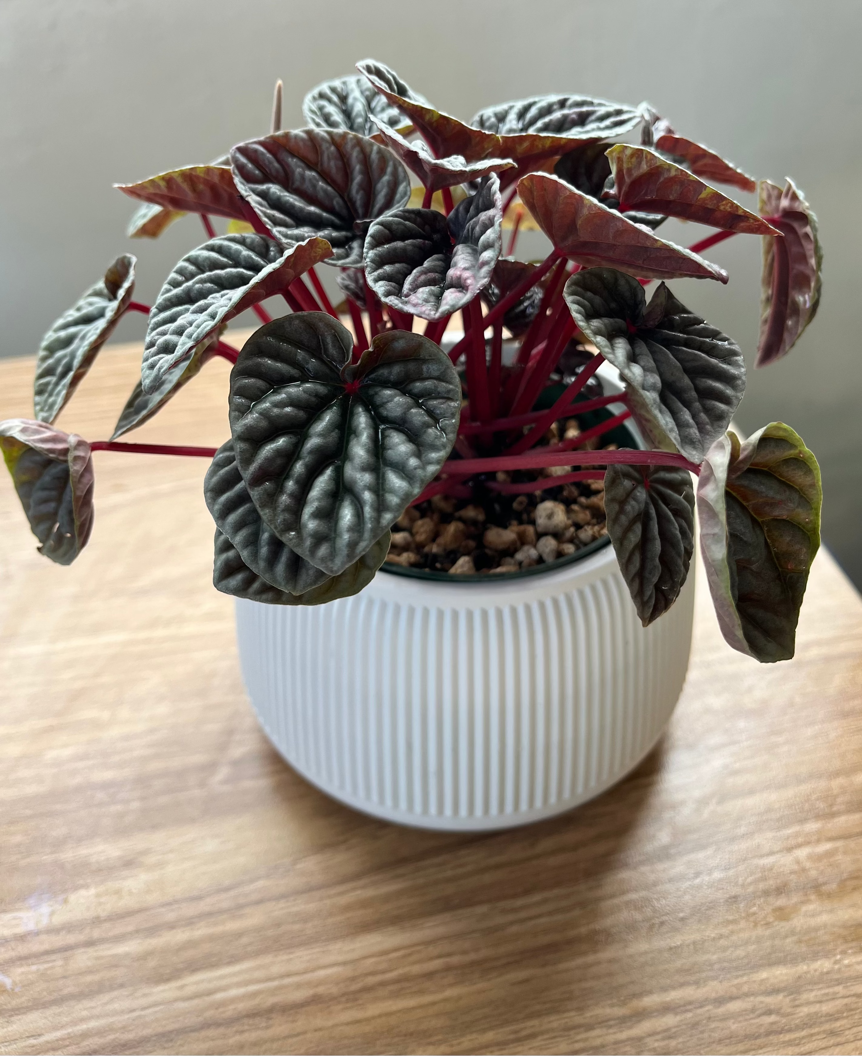 Peperomia Silver