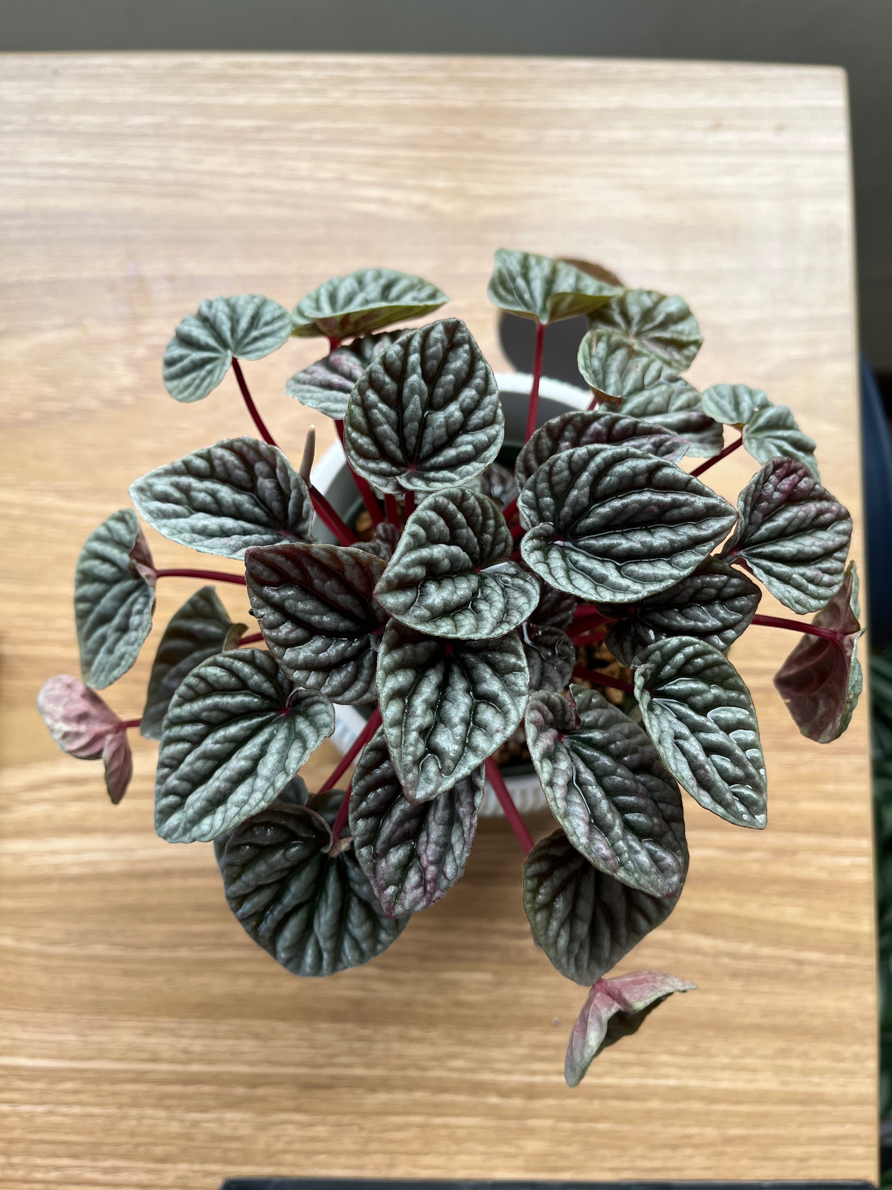Peperomia Silver