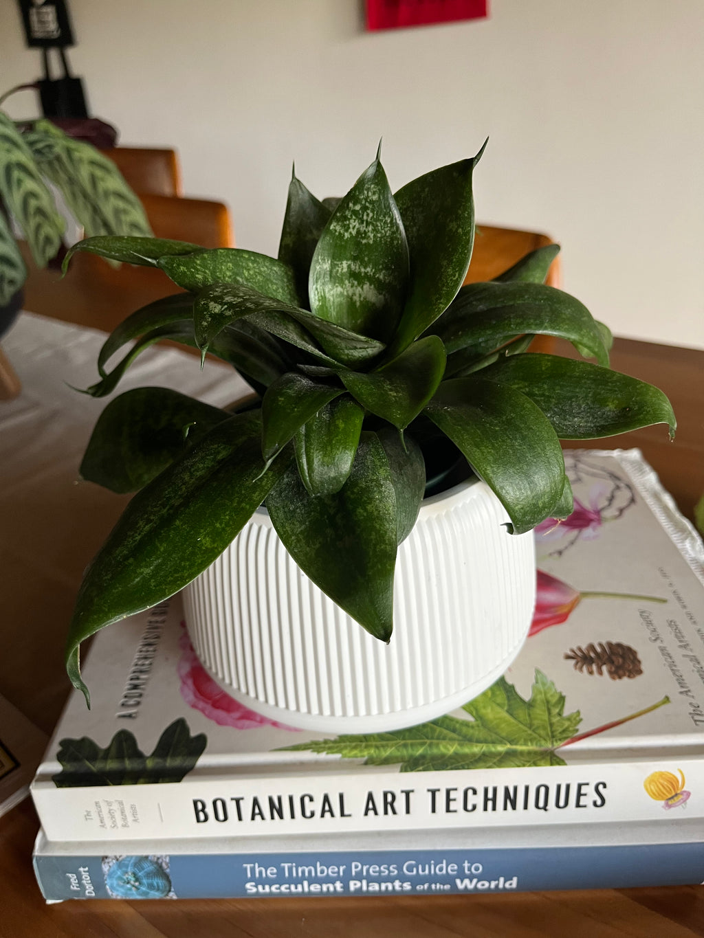 Sansevieria hahnii jade