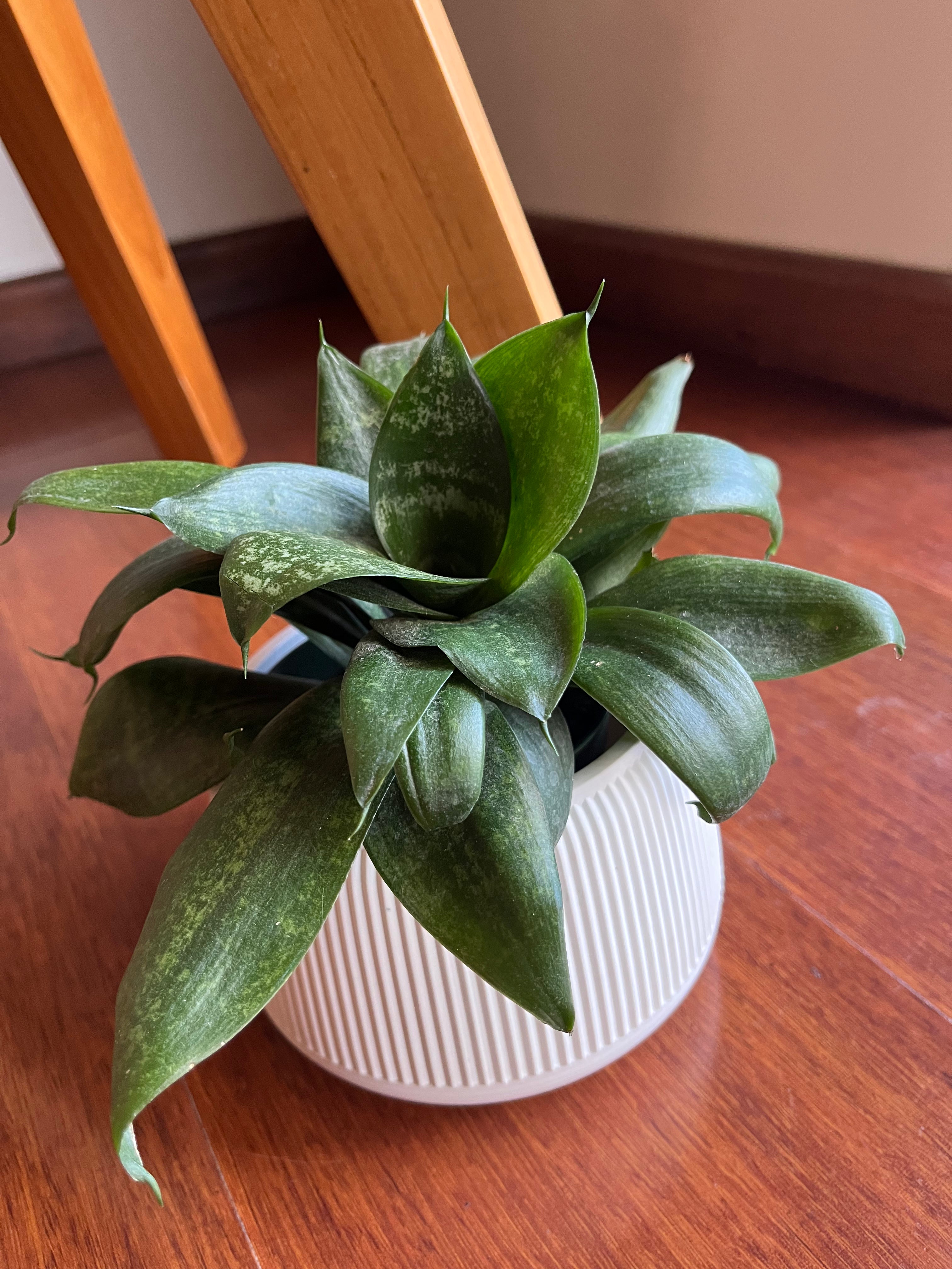 Sansevieria hahnii jade