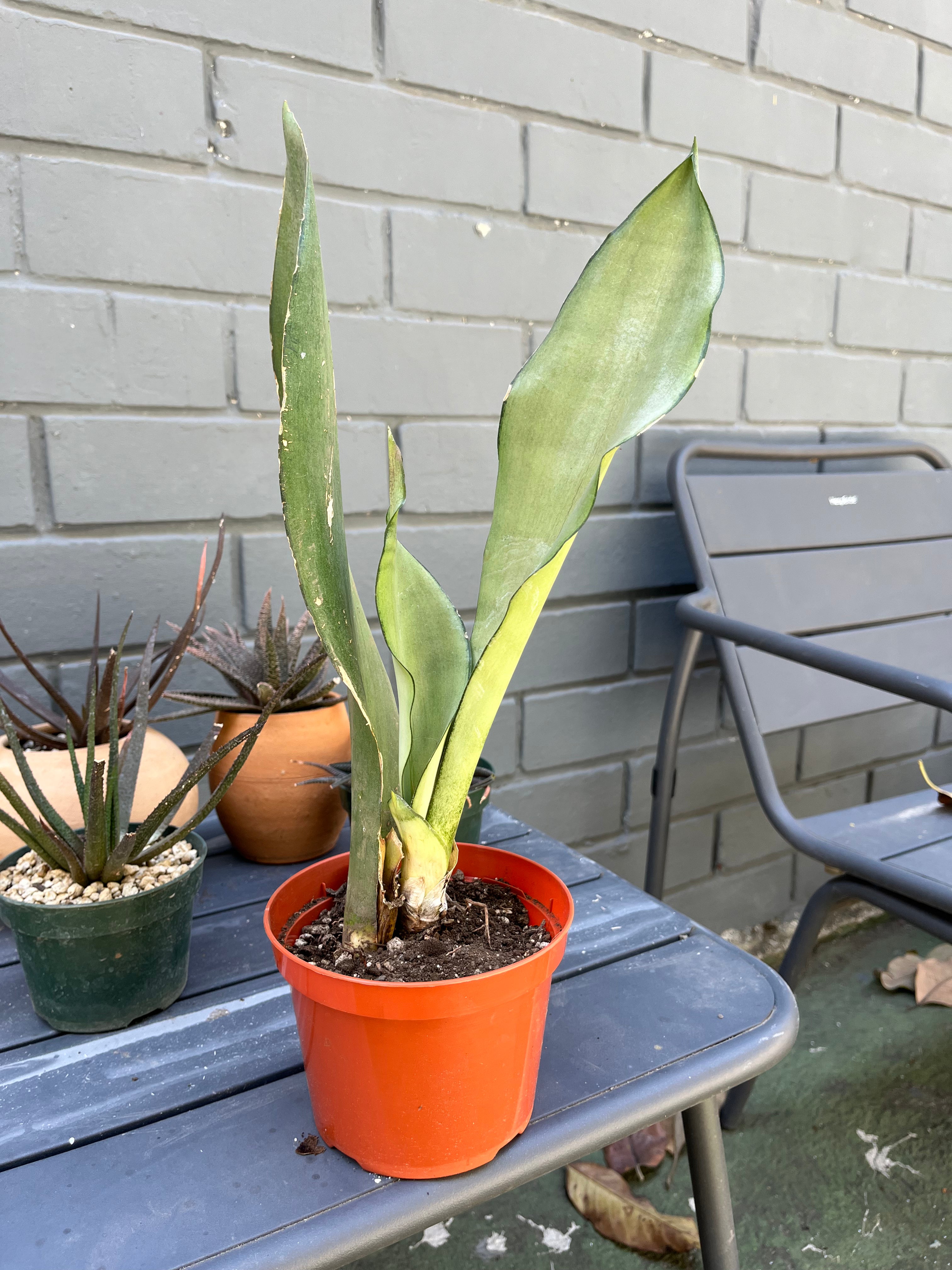 Sansevieria Moonshine