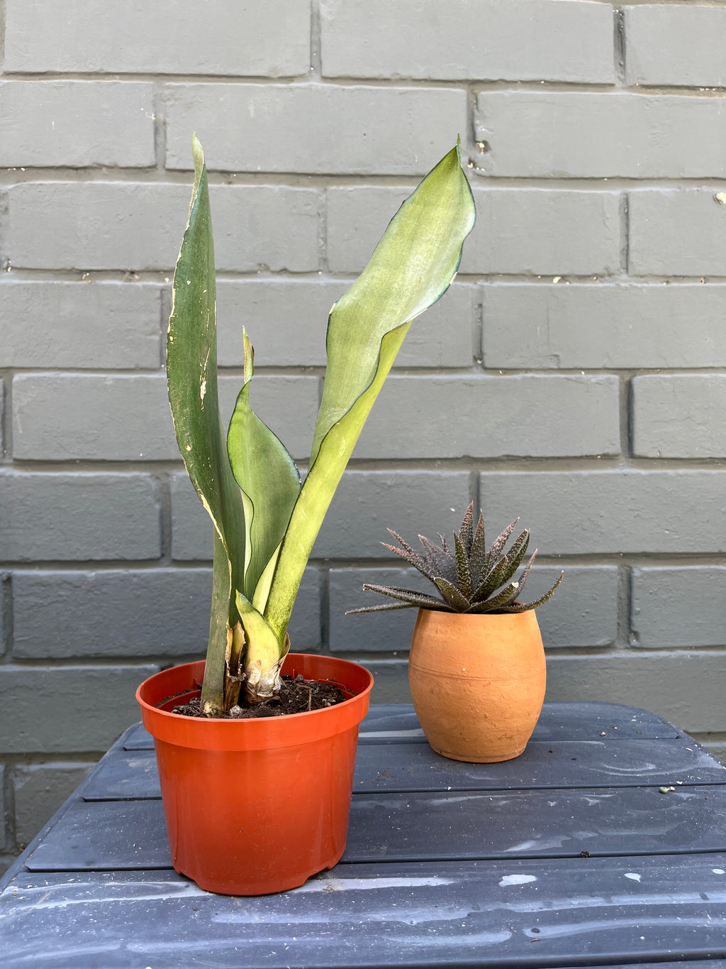 Sansevieria Moonshine