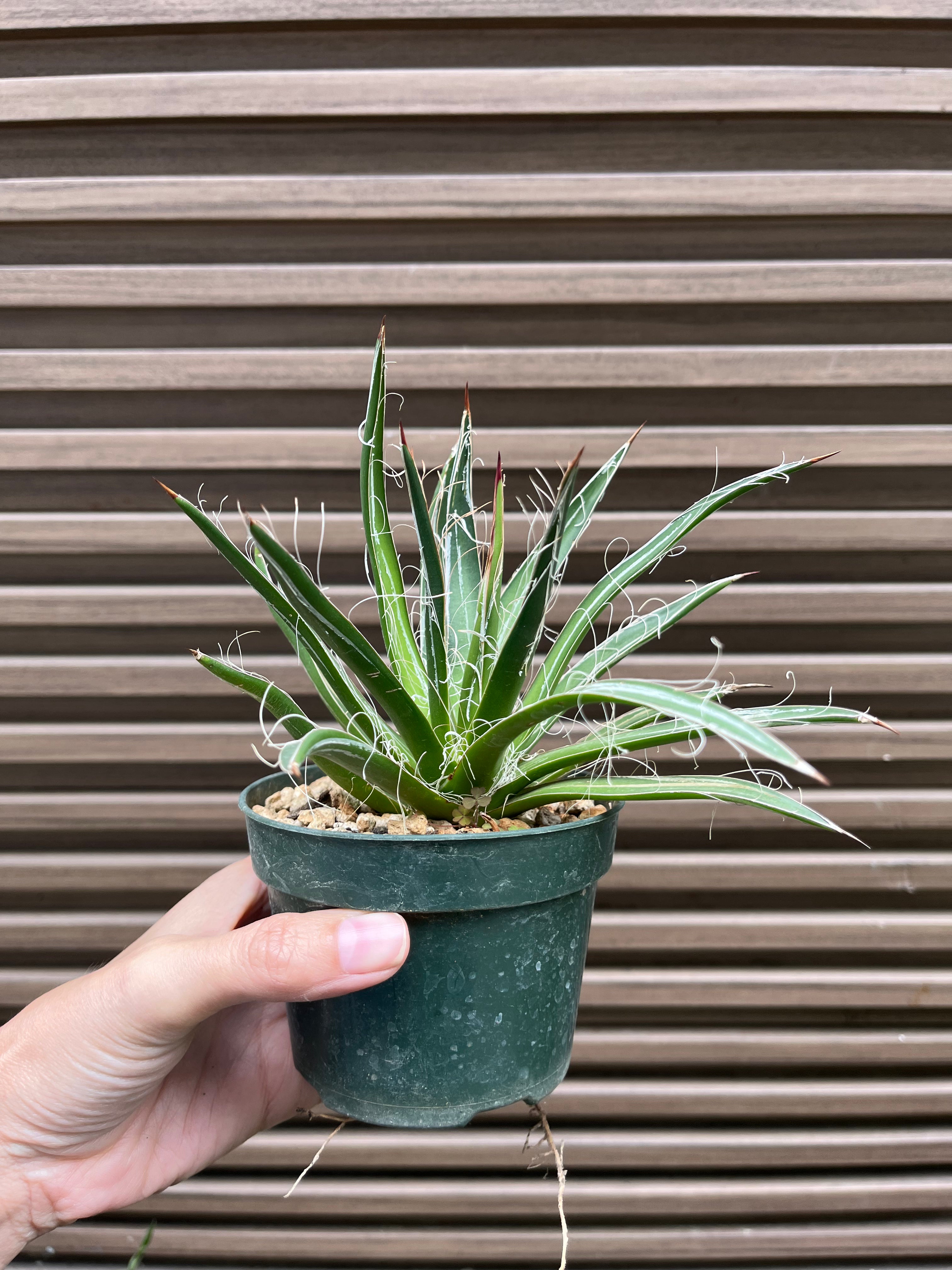 Agave filifera
