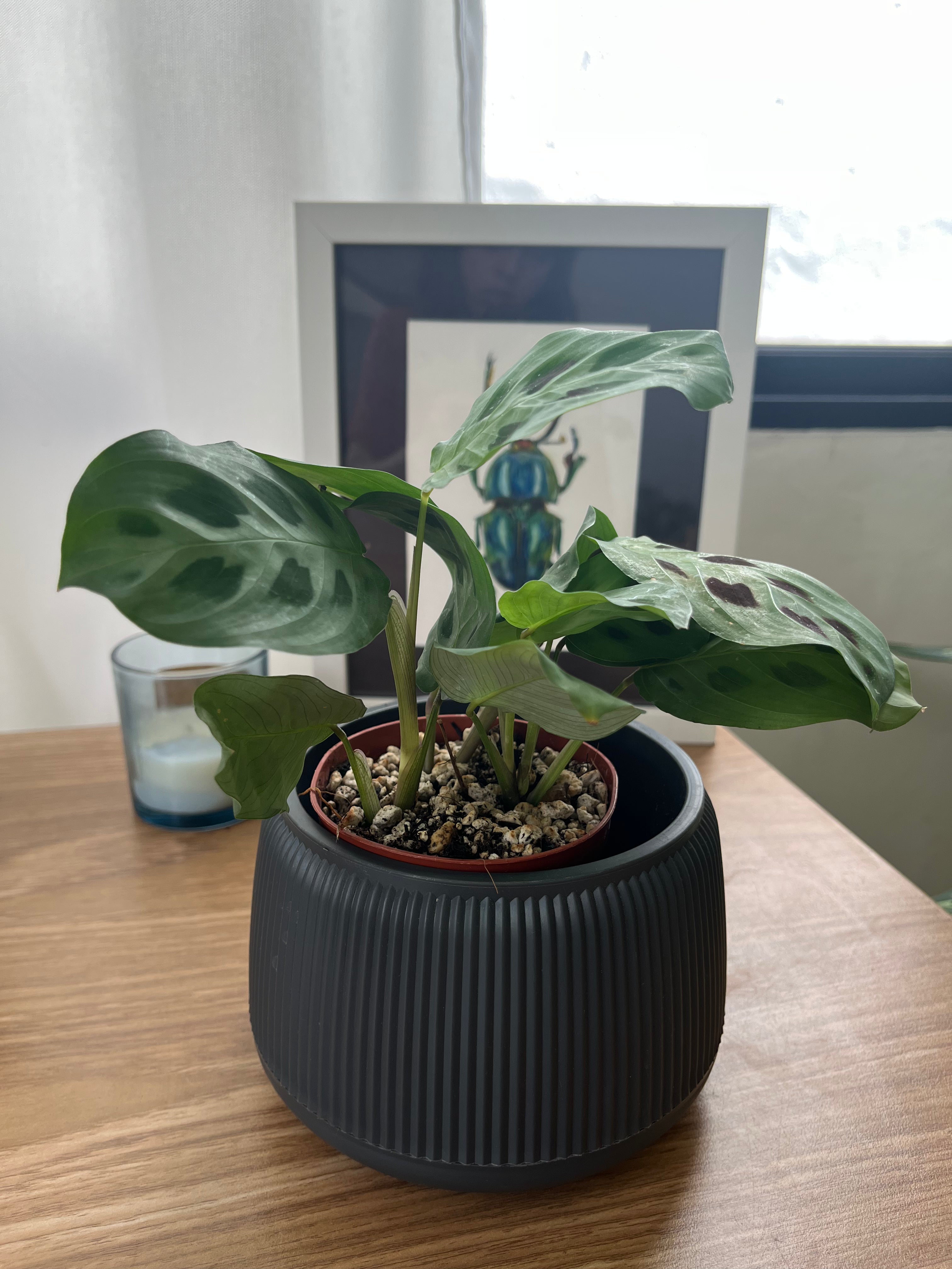 Maranta Kerchoveana