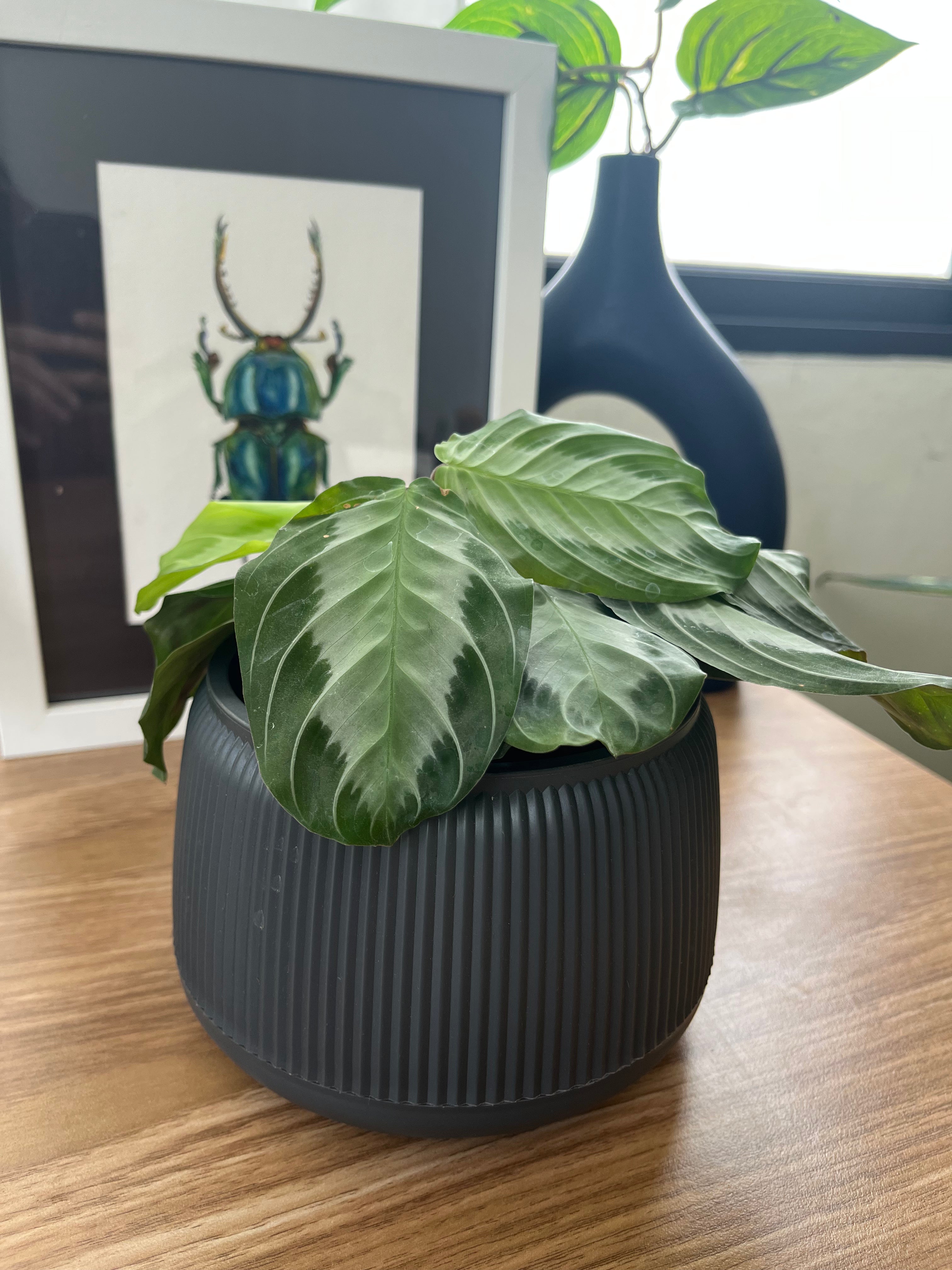 Maranta Silver Band