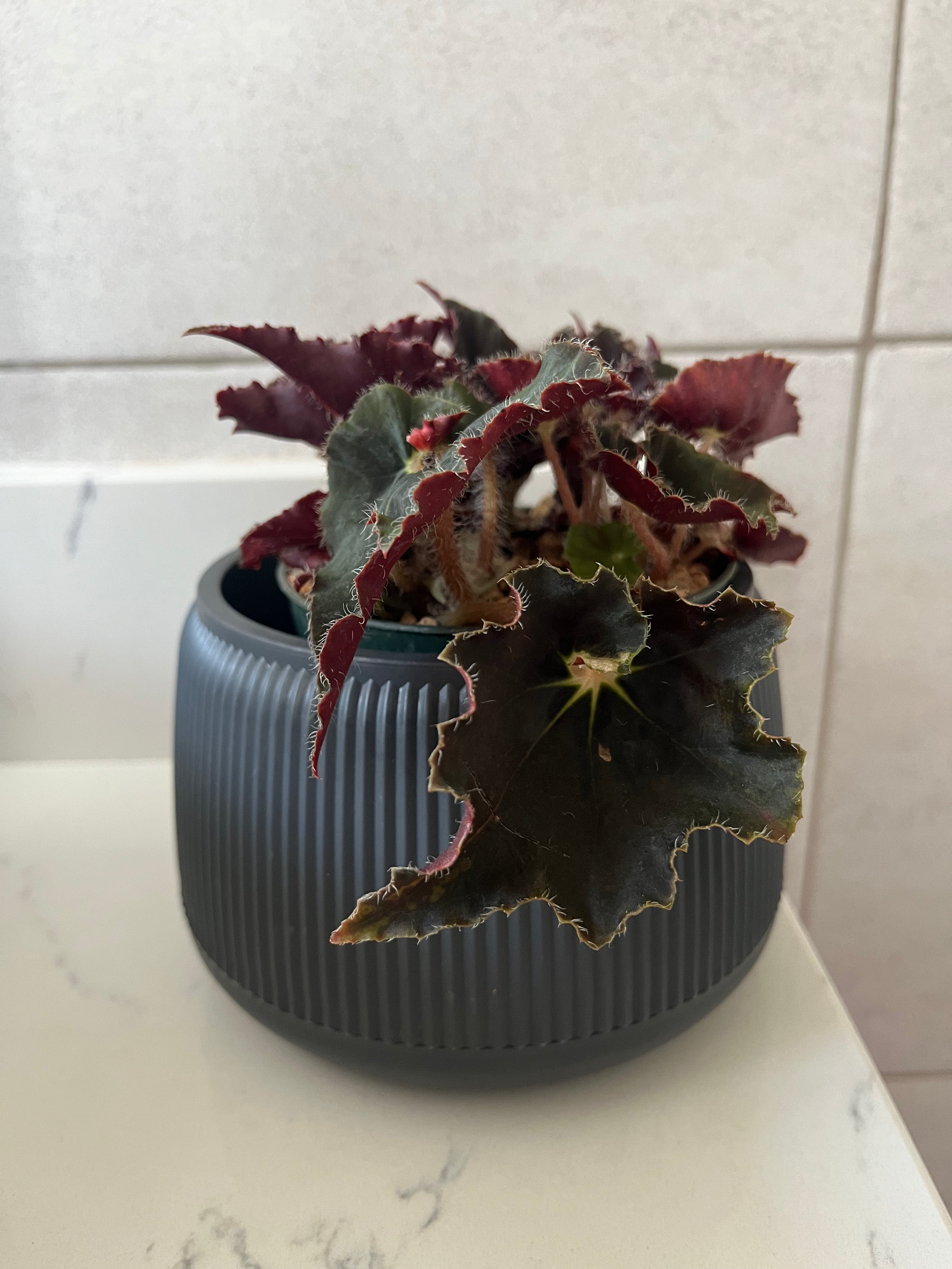 Begonia Dark Mambo