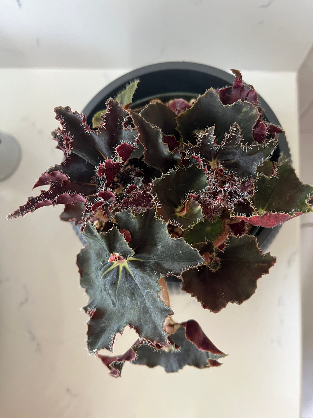 Begonia Dark Mambo