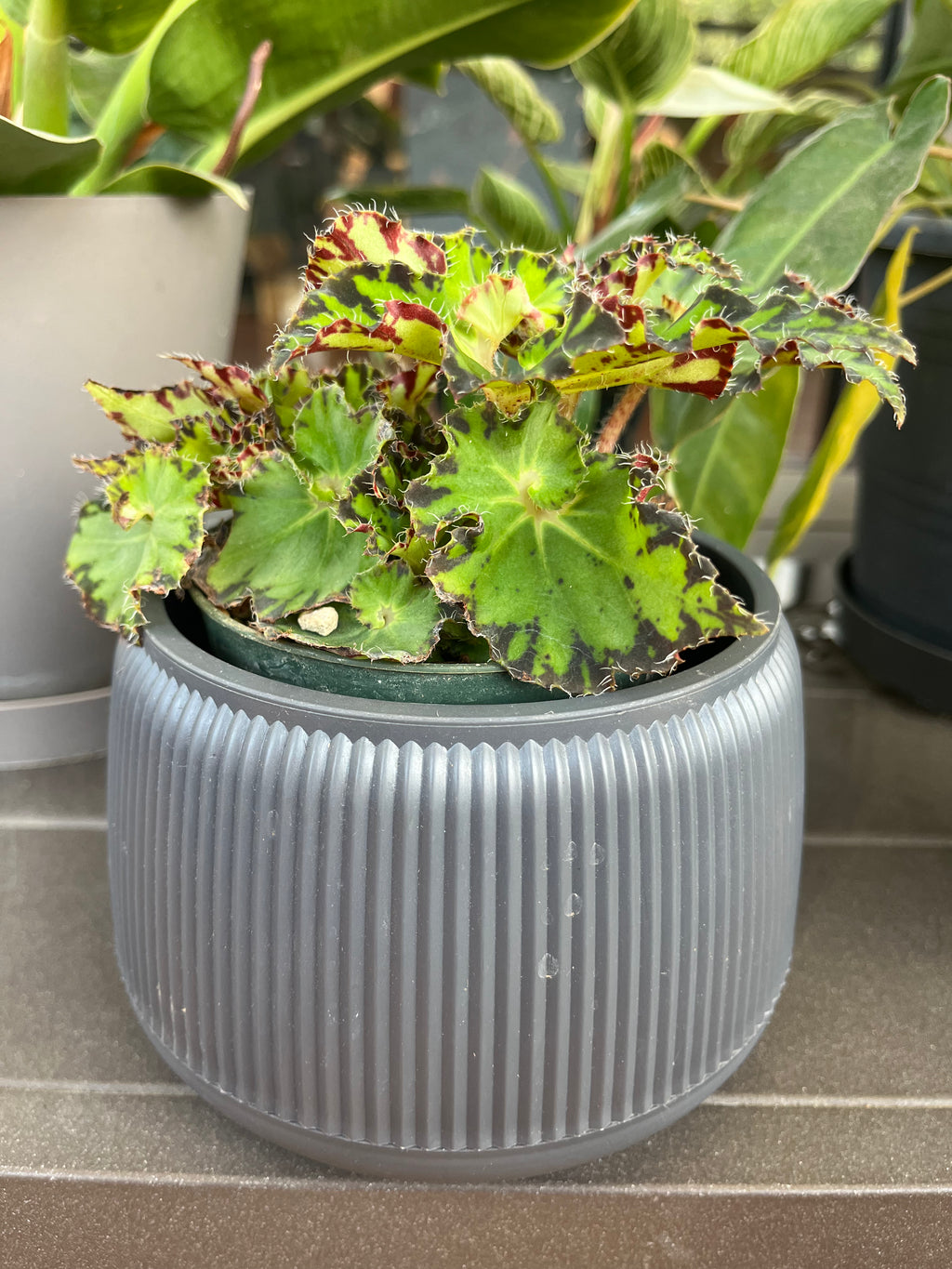 Begonia Fem