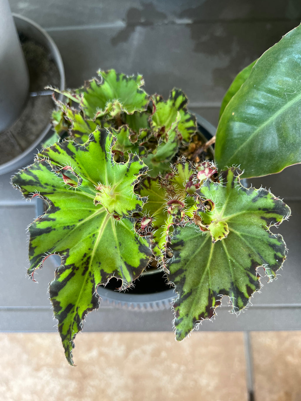 Begonia Fem