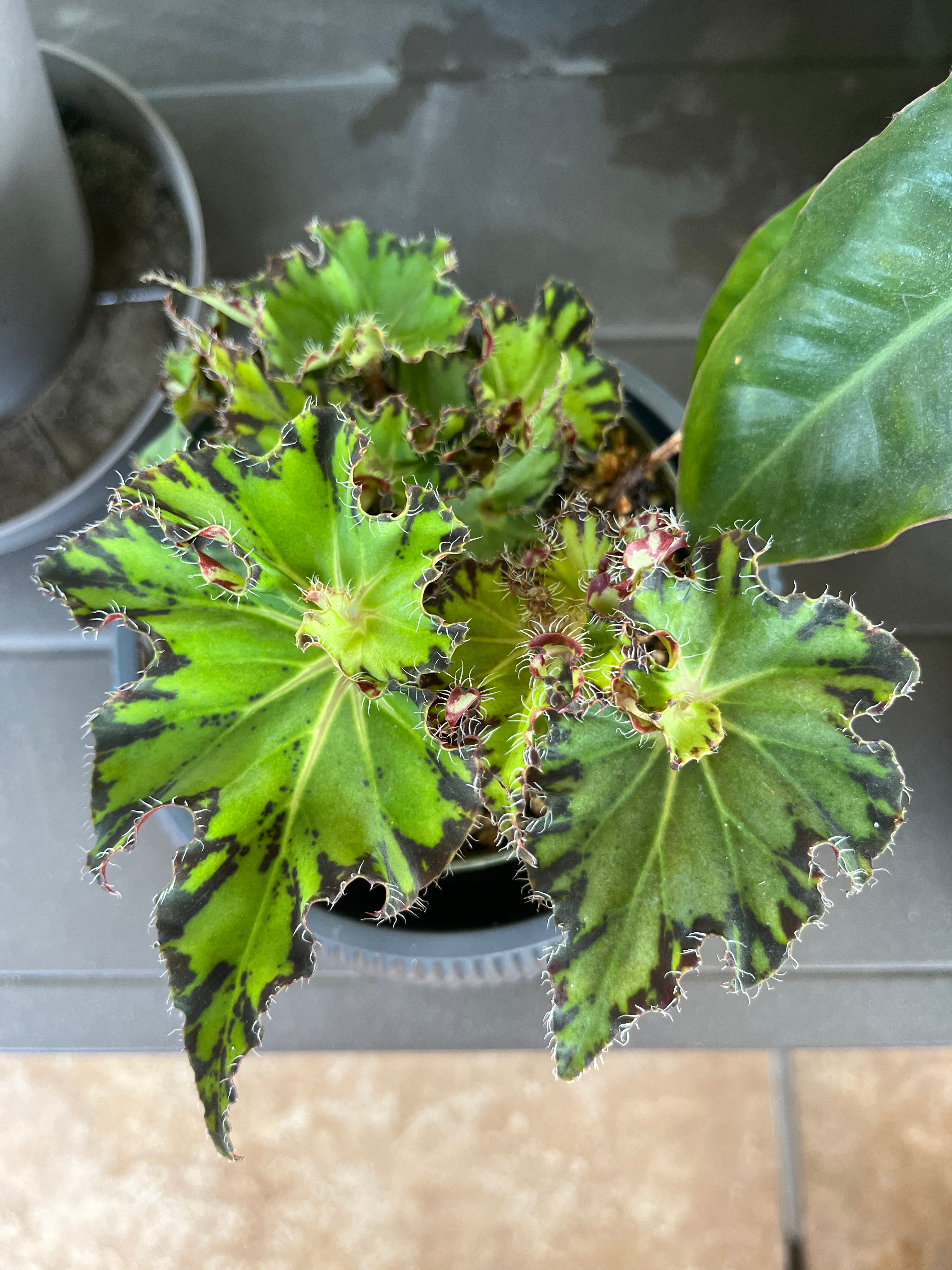 Begonia Fem