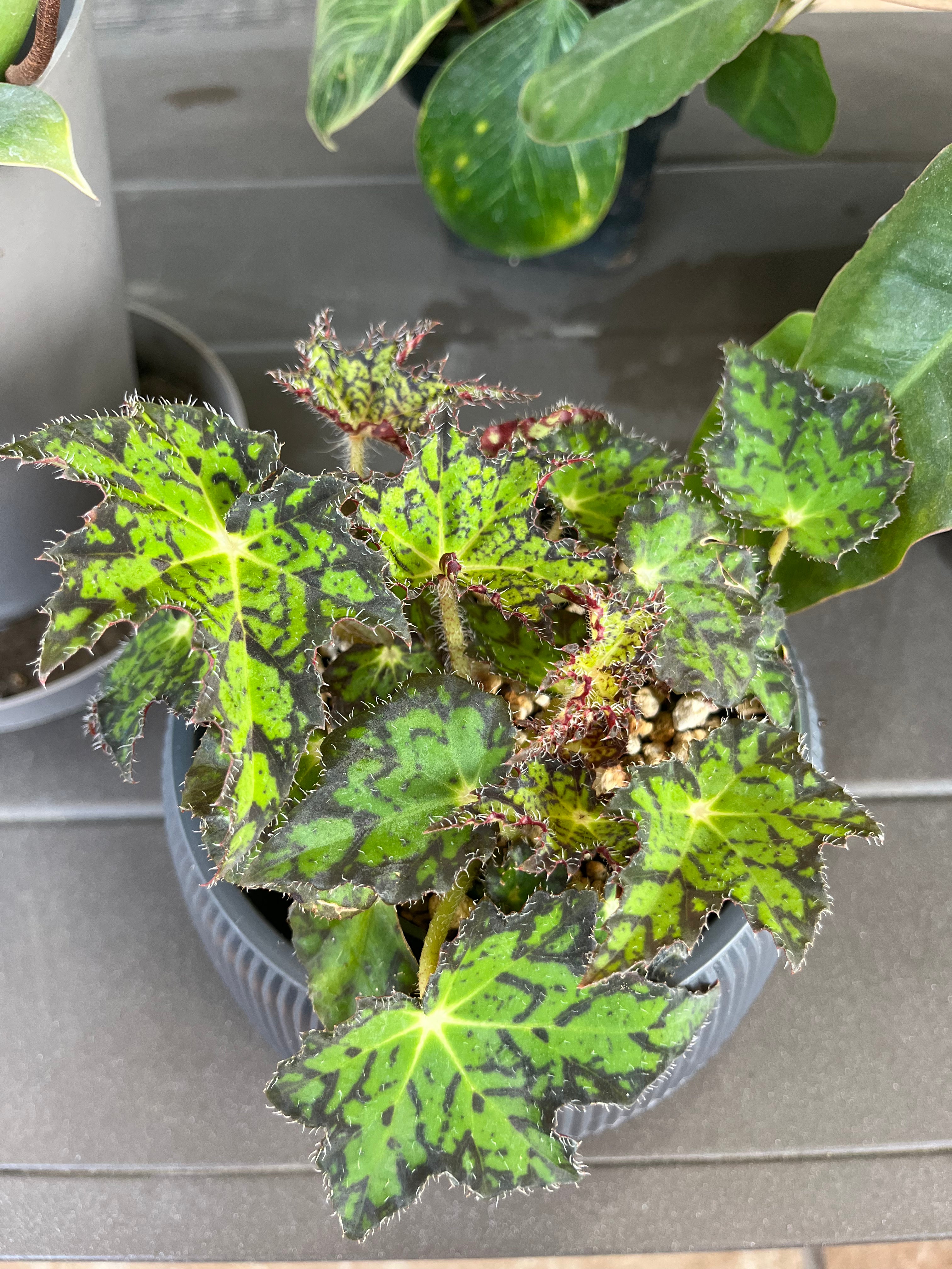 Begonia Cleopatra