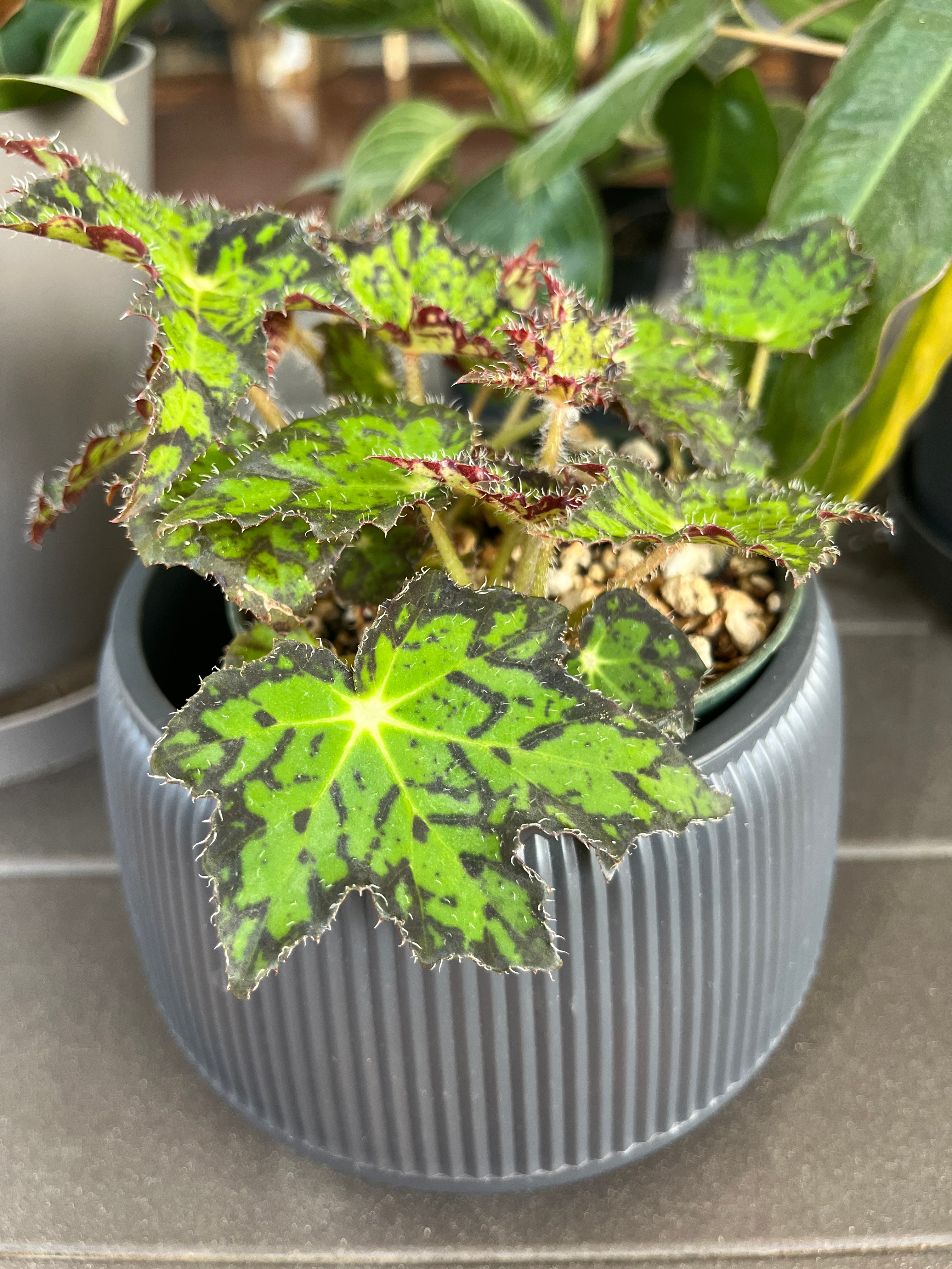 Begonia Cleopatra
