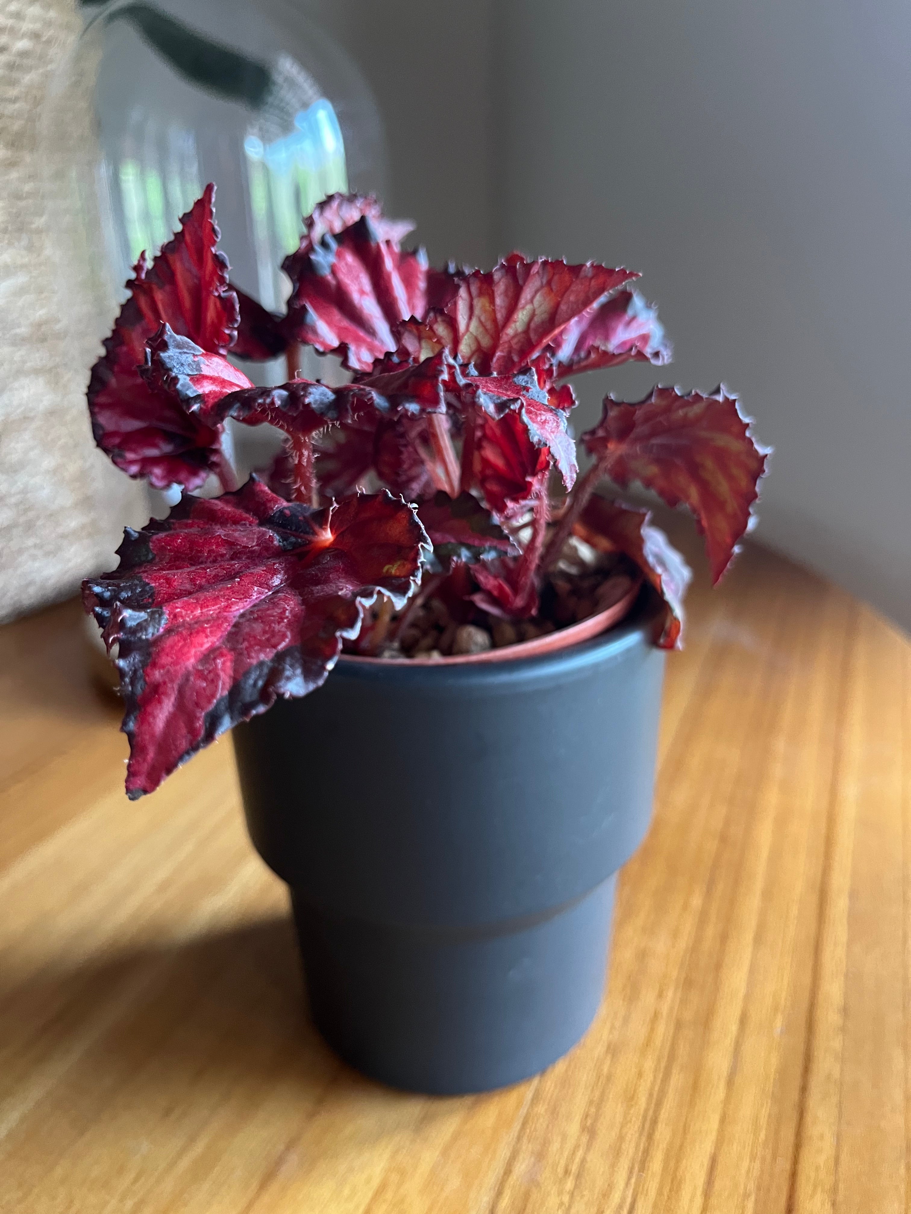 Begonia Inca Night