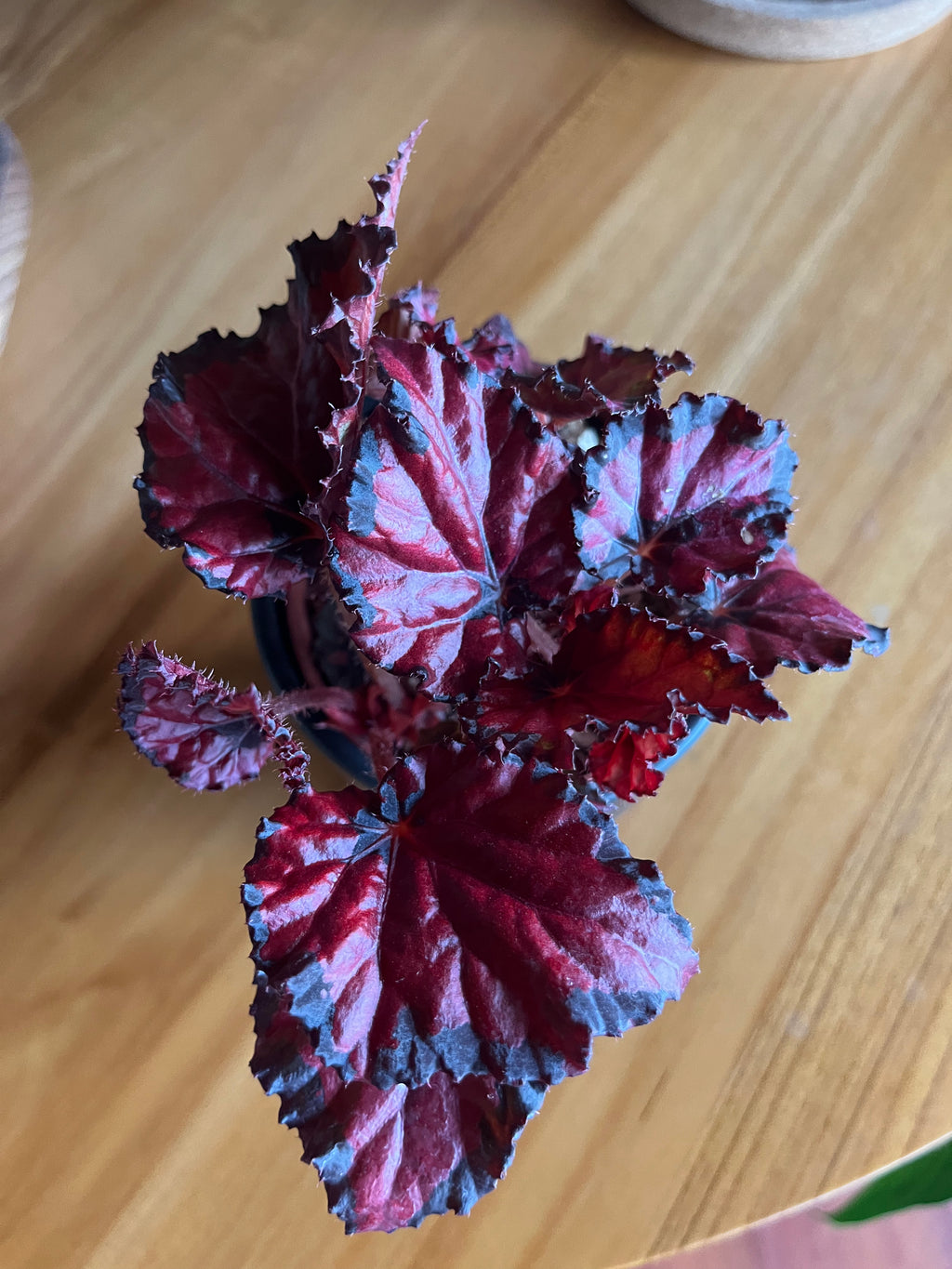 Begonia Inca Night