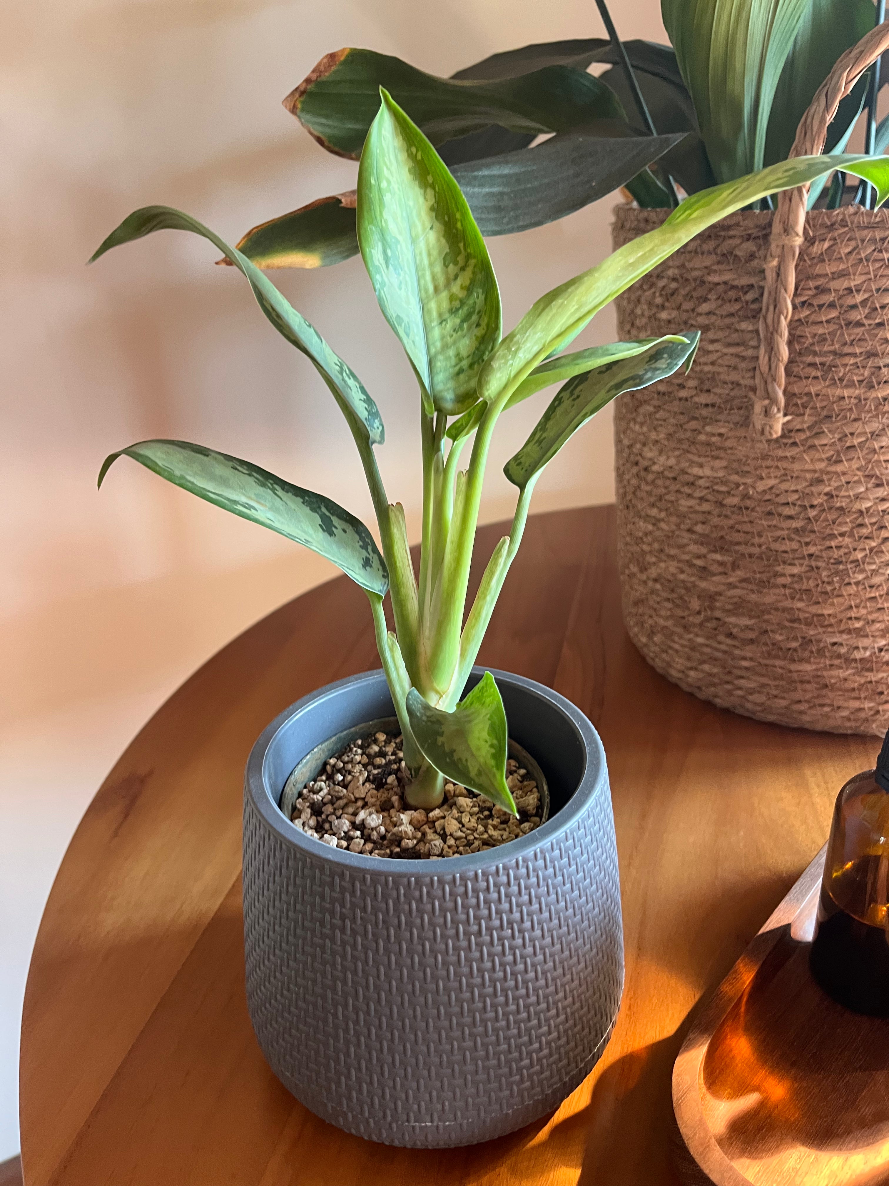Aglaonema Jubilee Petite