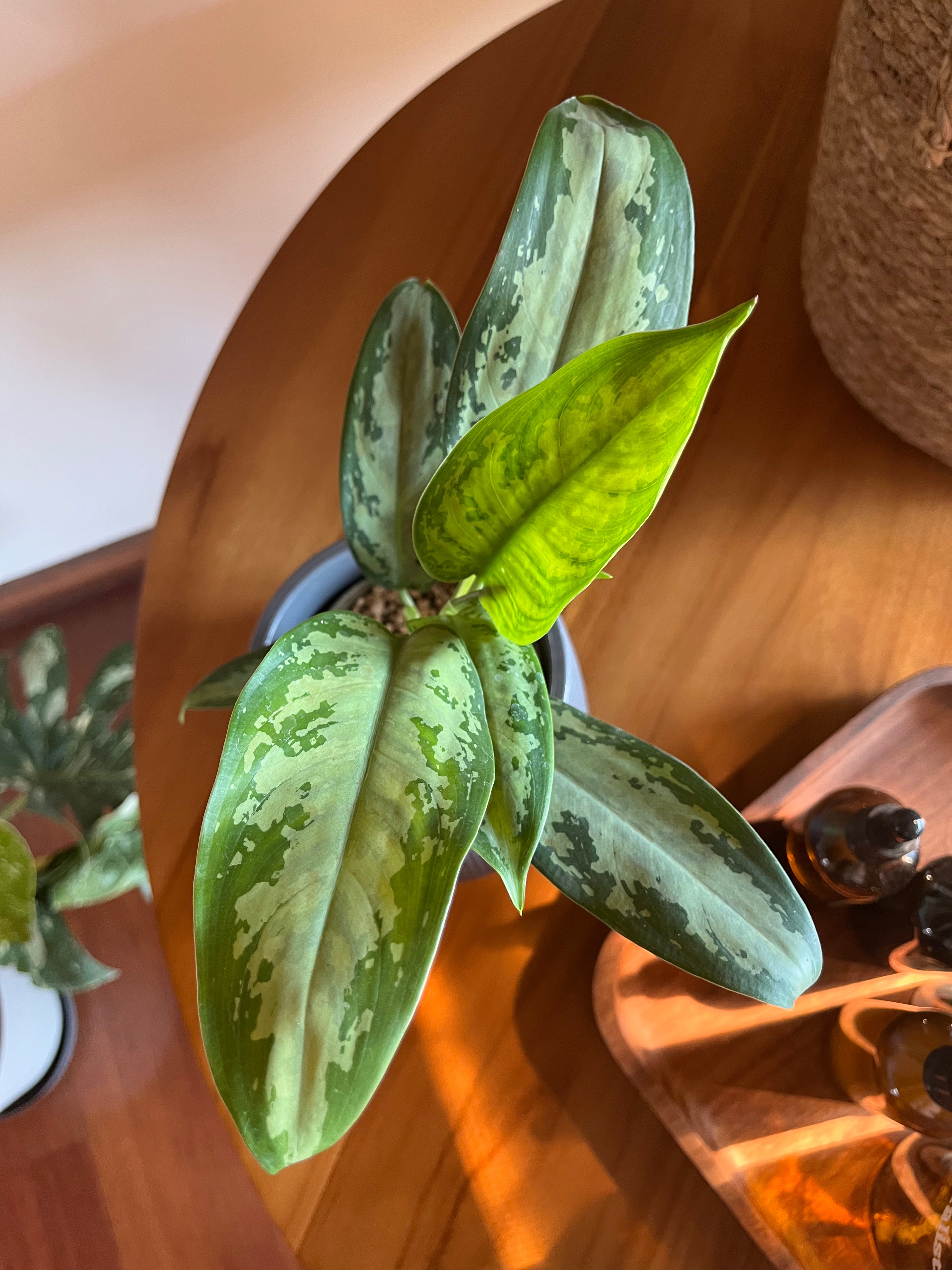 Aglaonema Jubilee Petite