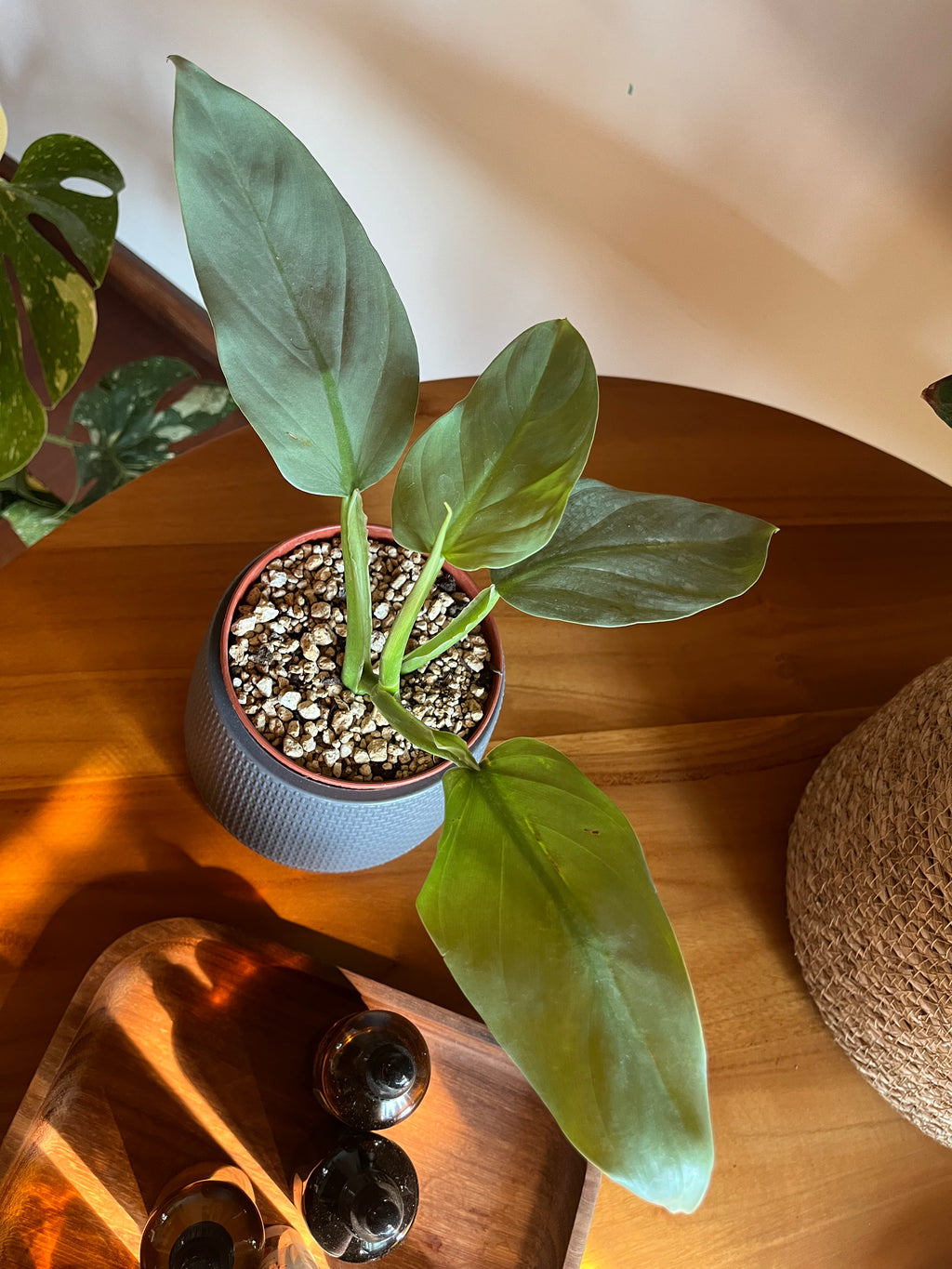 Philodendron Silver Sword