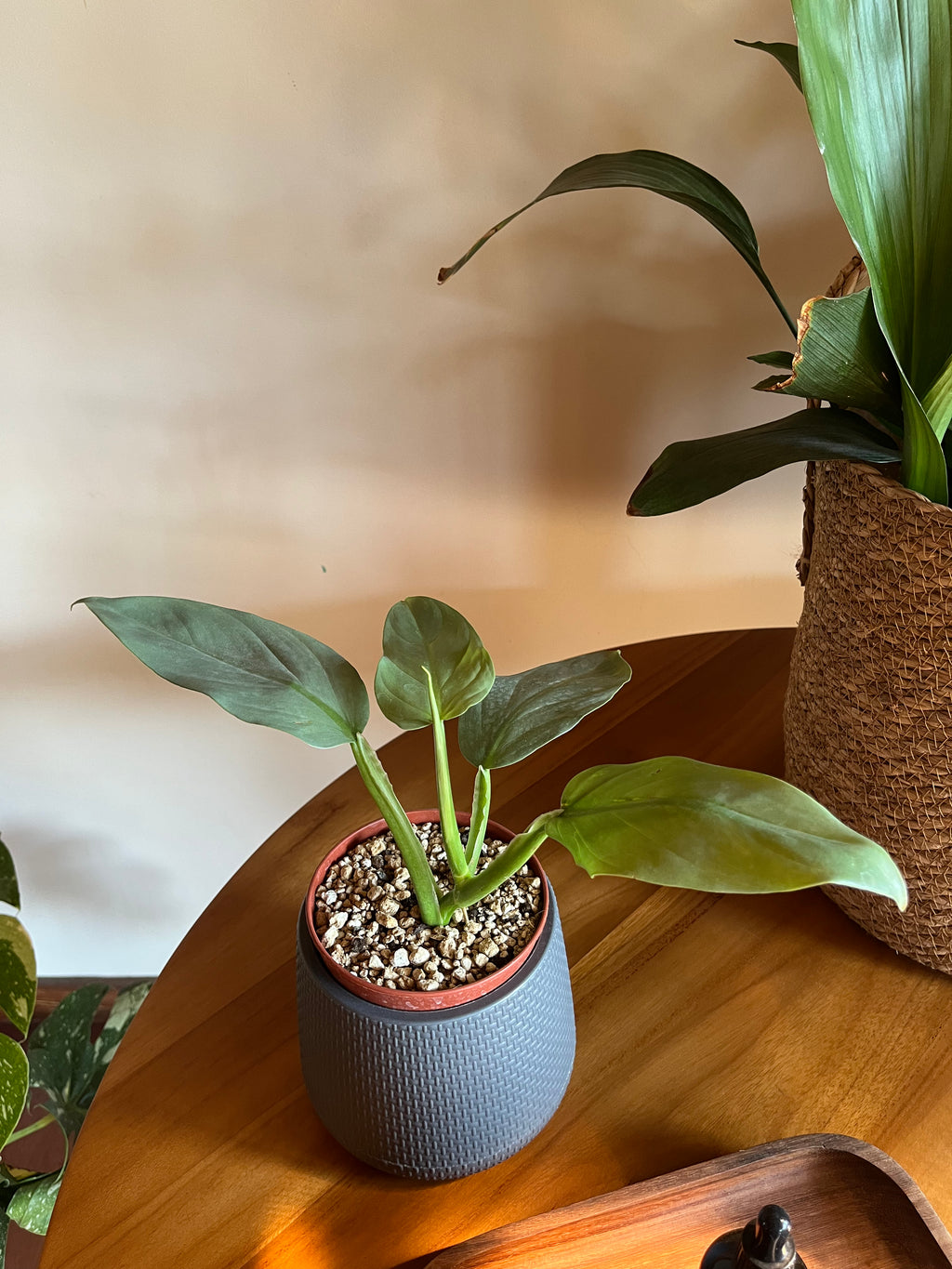 Philodendron Silver Sword