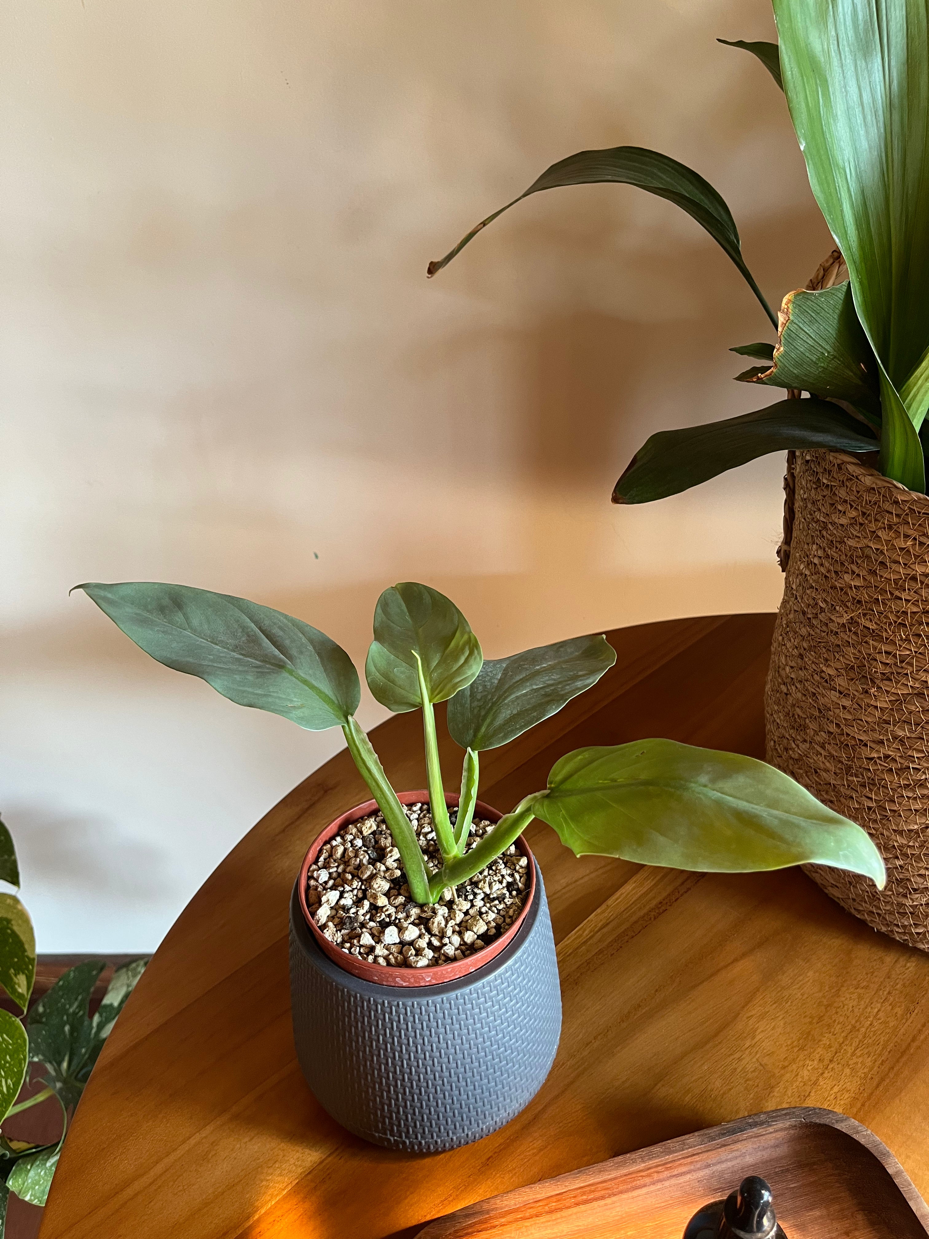 Philodendron Silver Sword