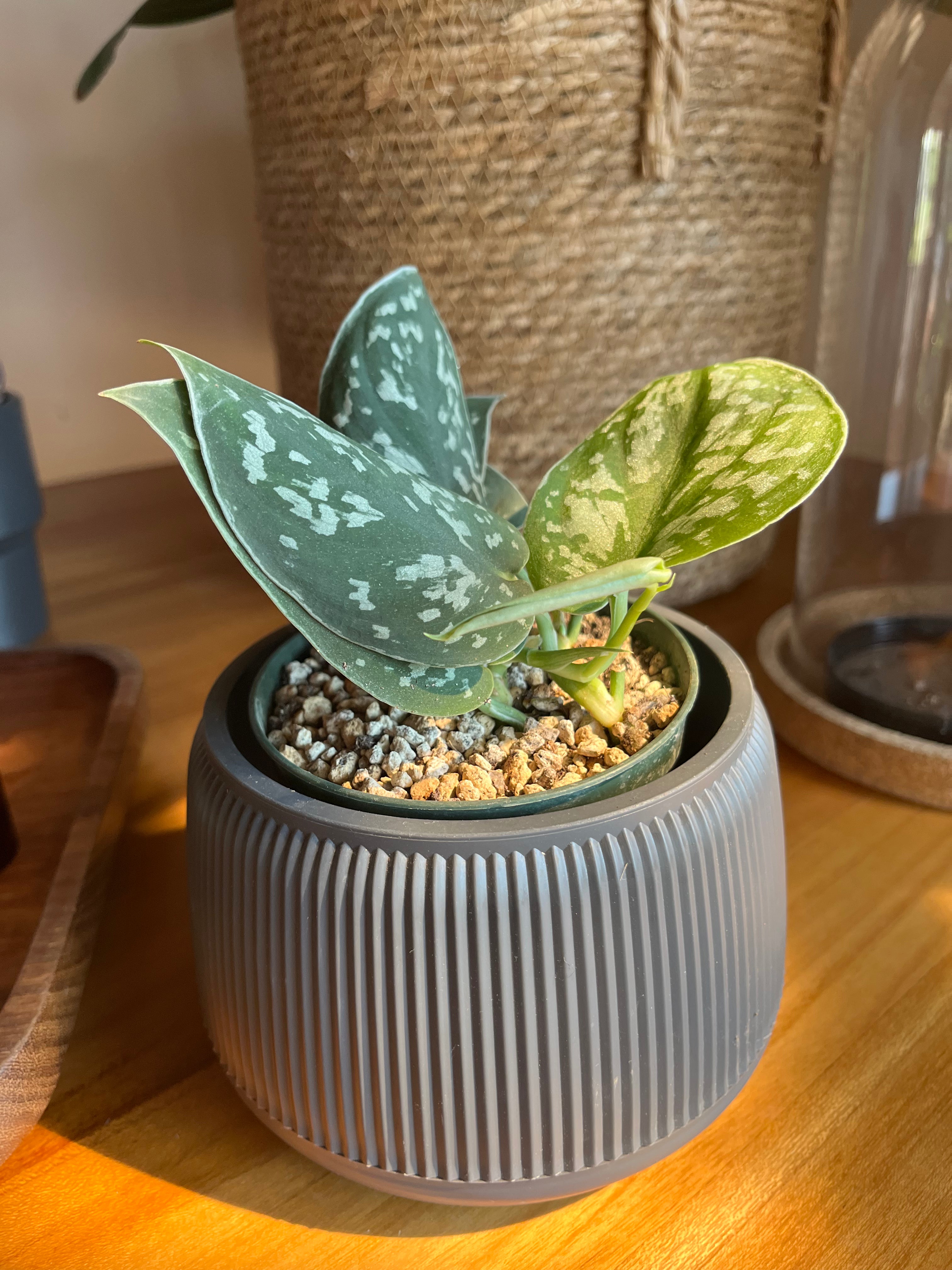 Scindapsus pictus 'Argyraeus'