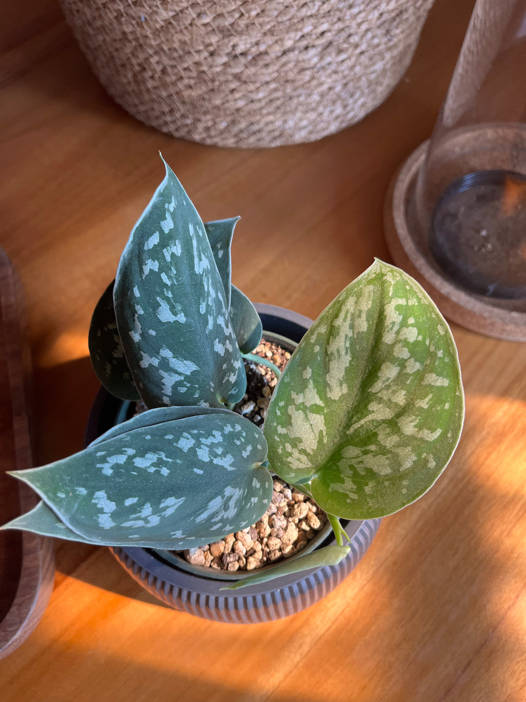 Scindapsus pictus 'Argyraeus'