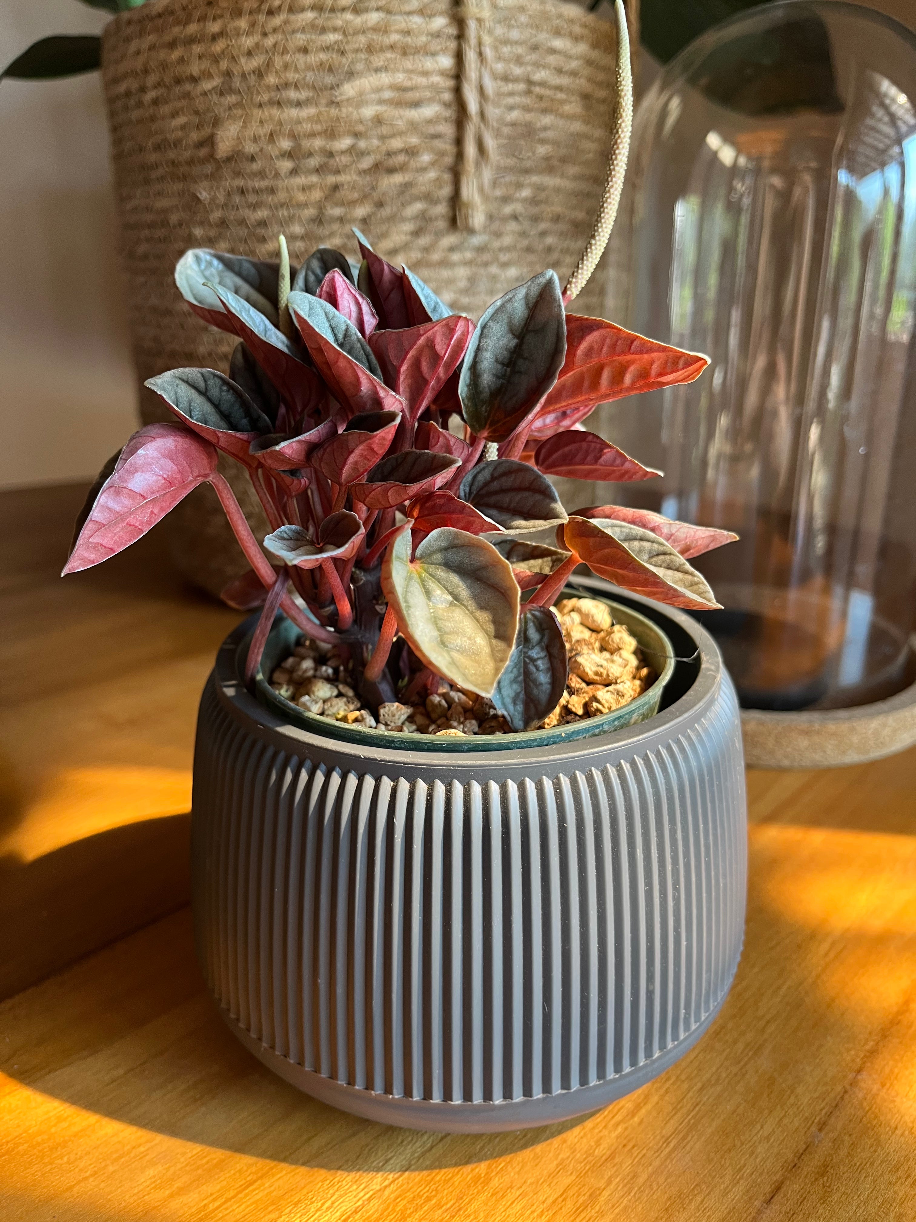 Peperomia caracas