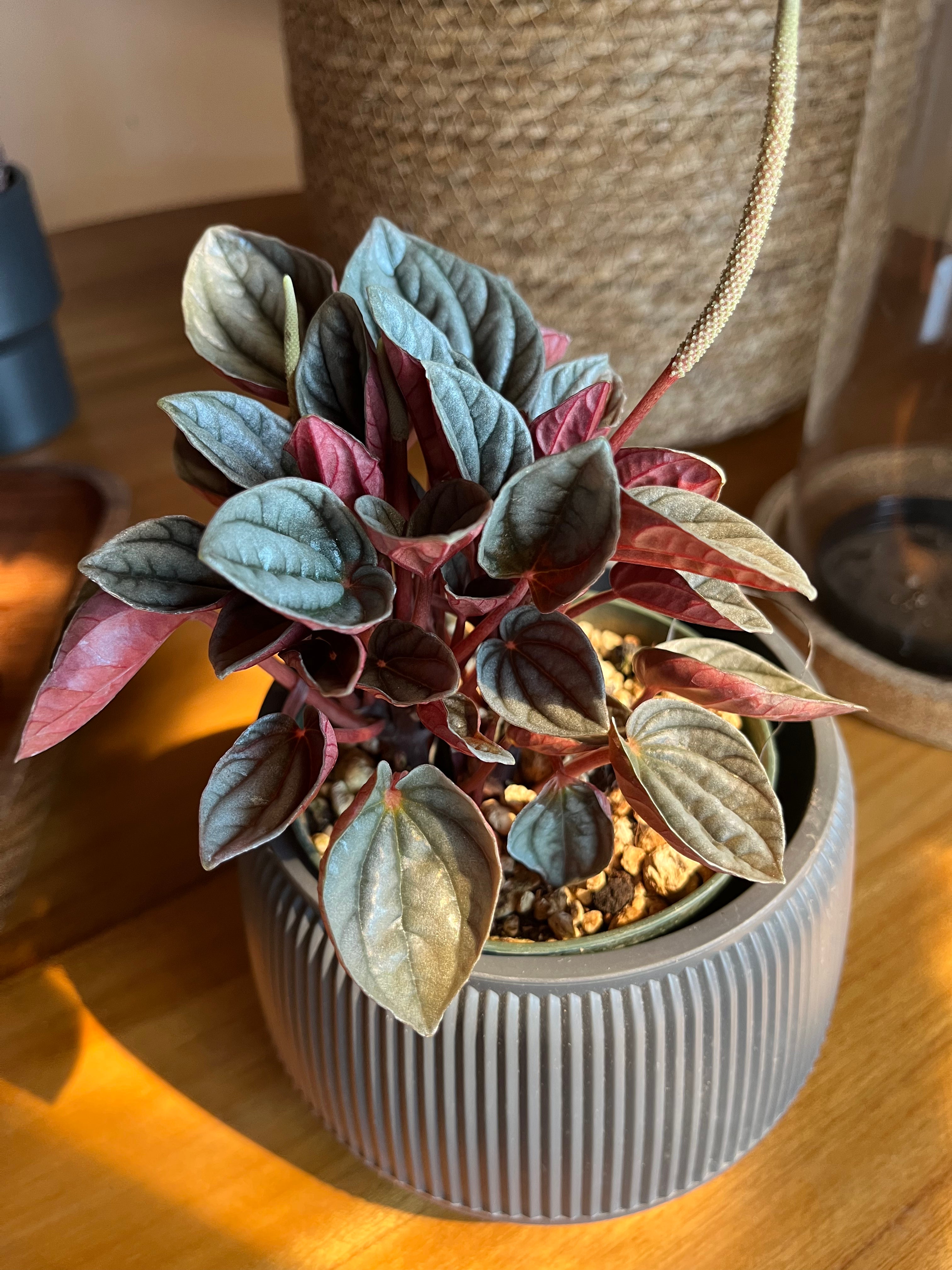 Peperomia caracas