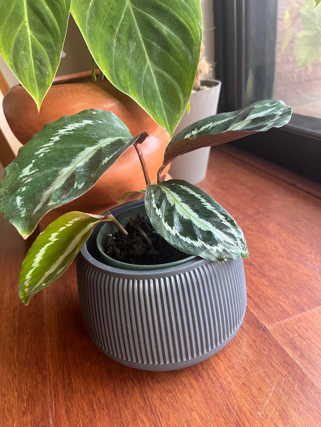 Calathea roseopicta "Medallion"