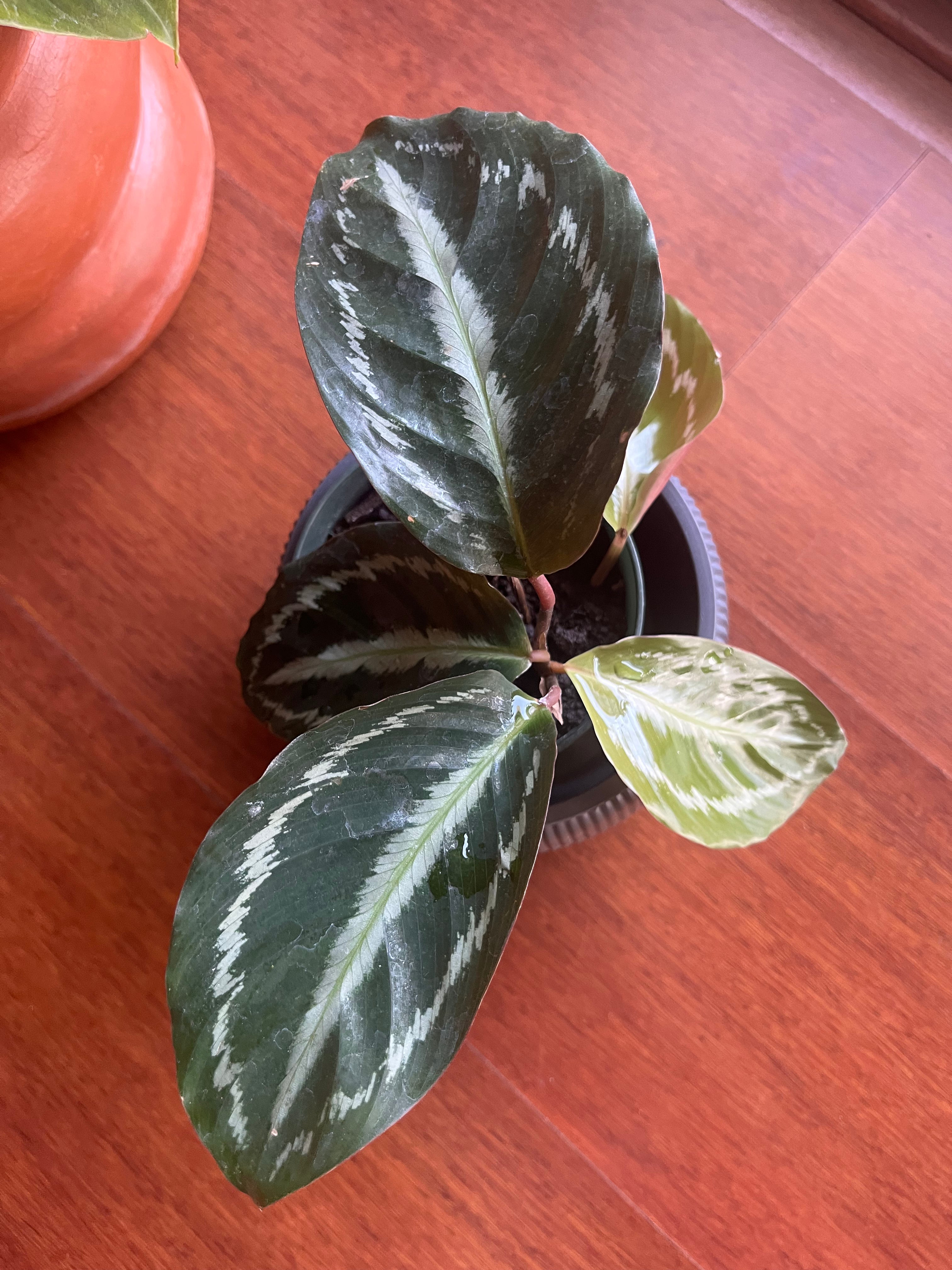 Calathea roseopicta "Medallion"