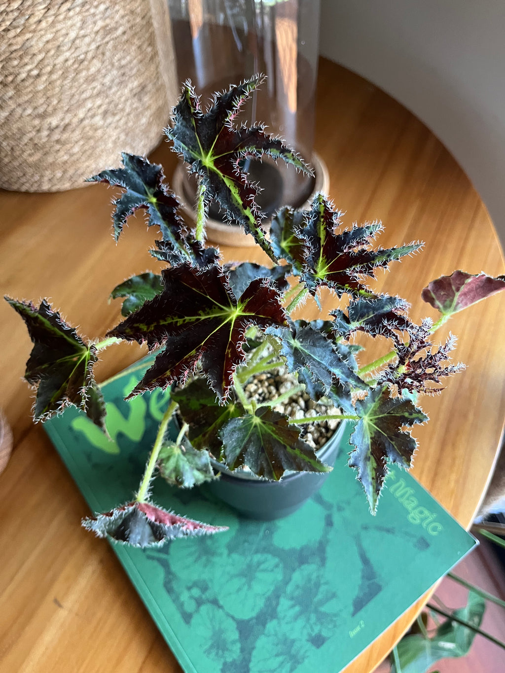 Begonia Evy