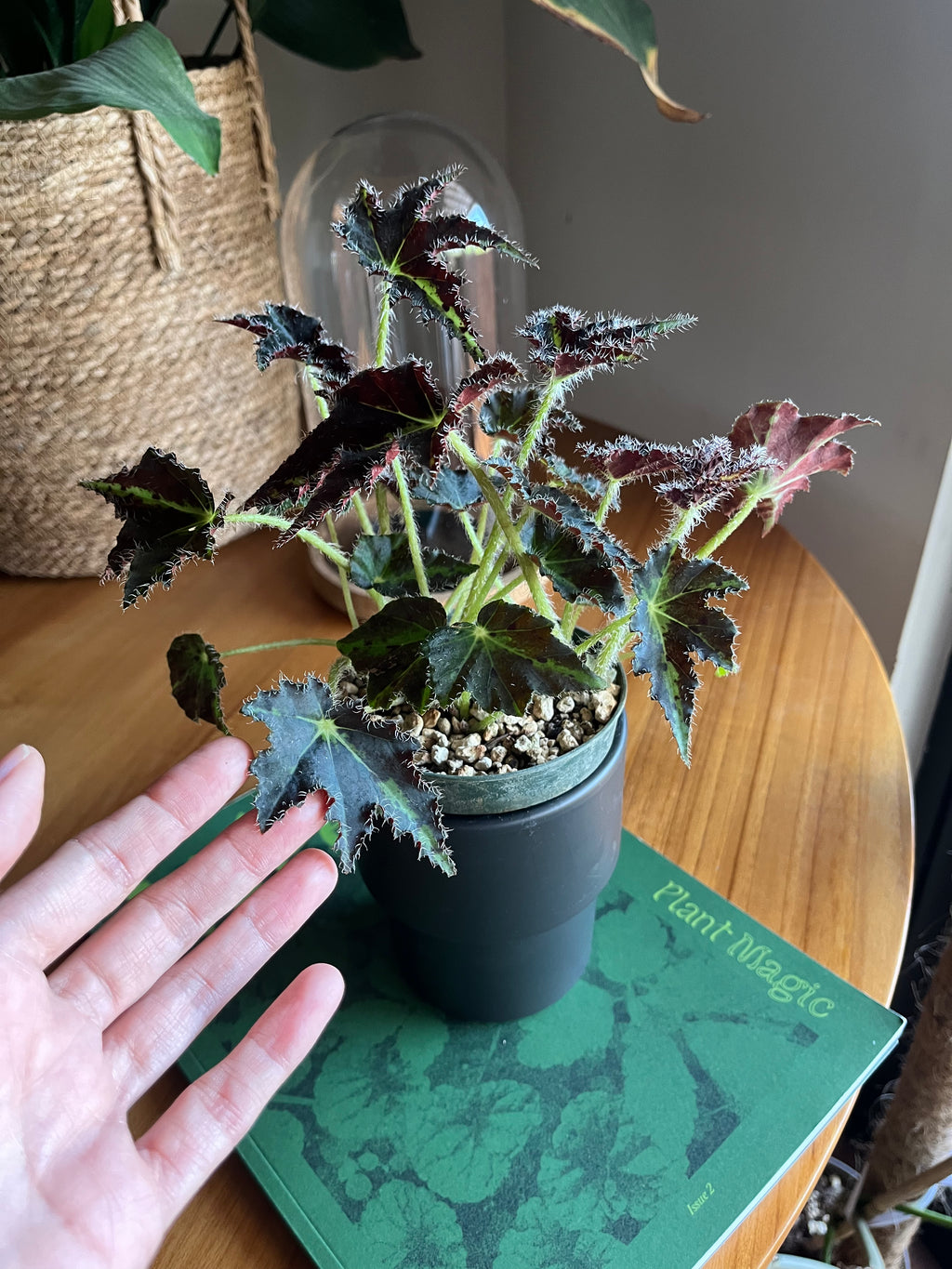Begonia Evy
