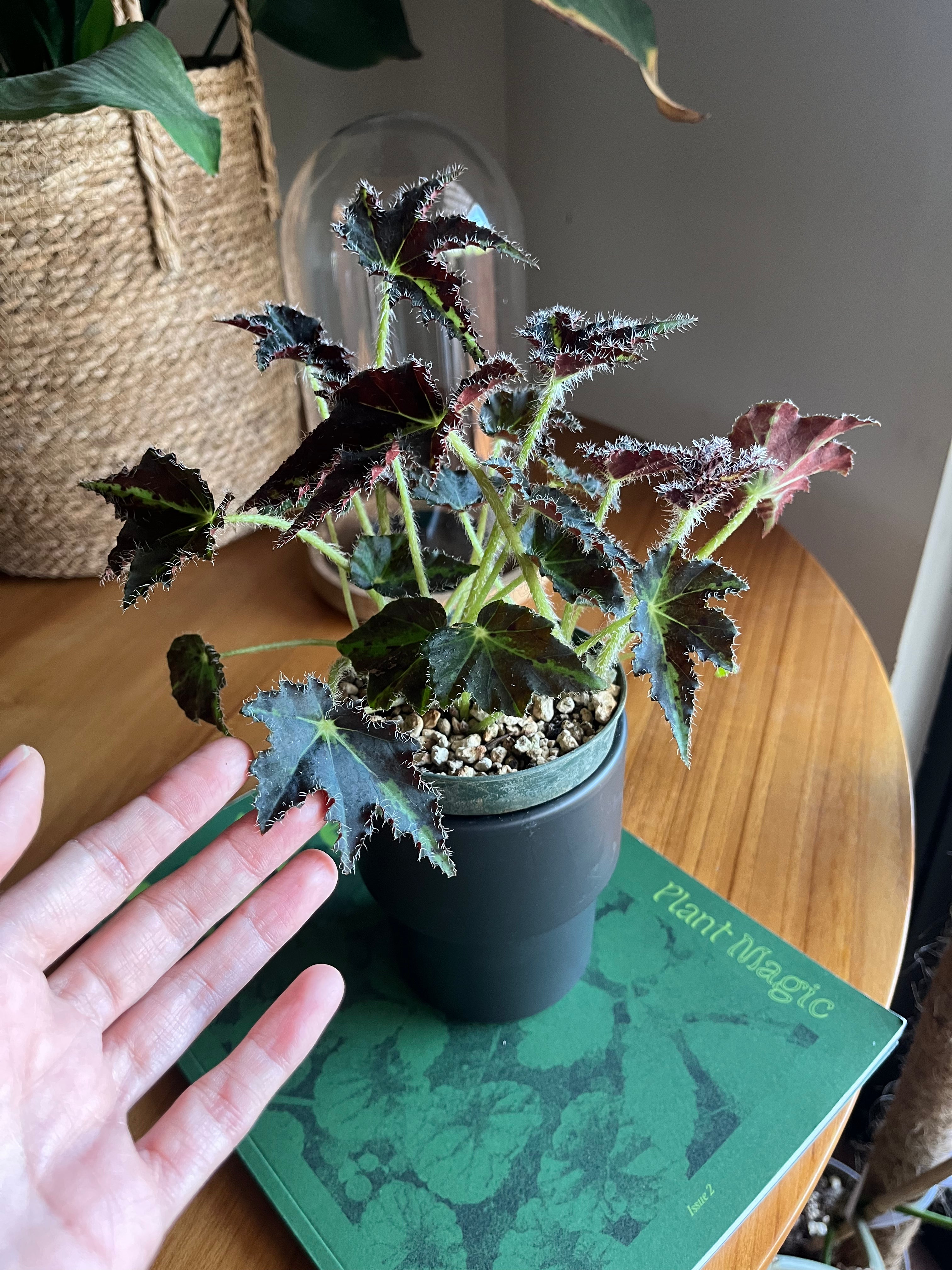 Begonia Evy