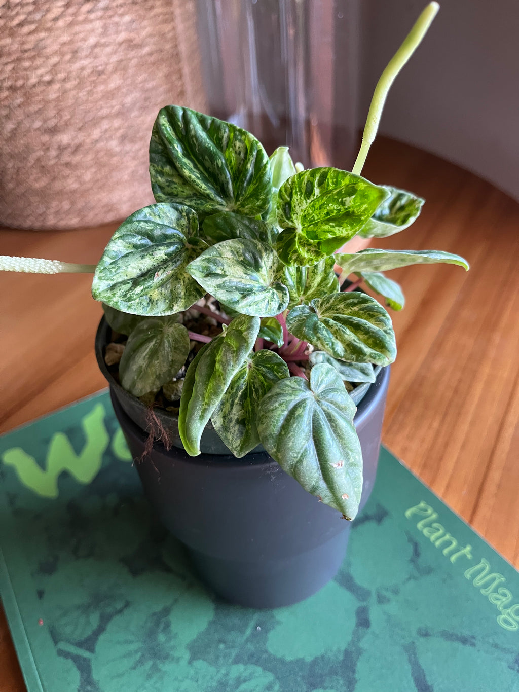 Peperomia Buenos Aires