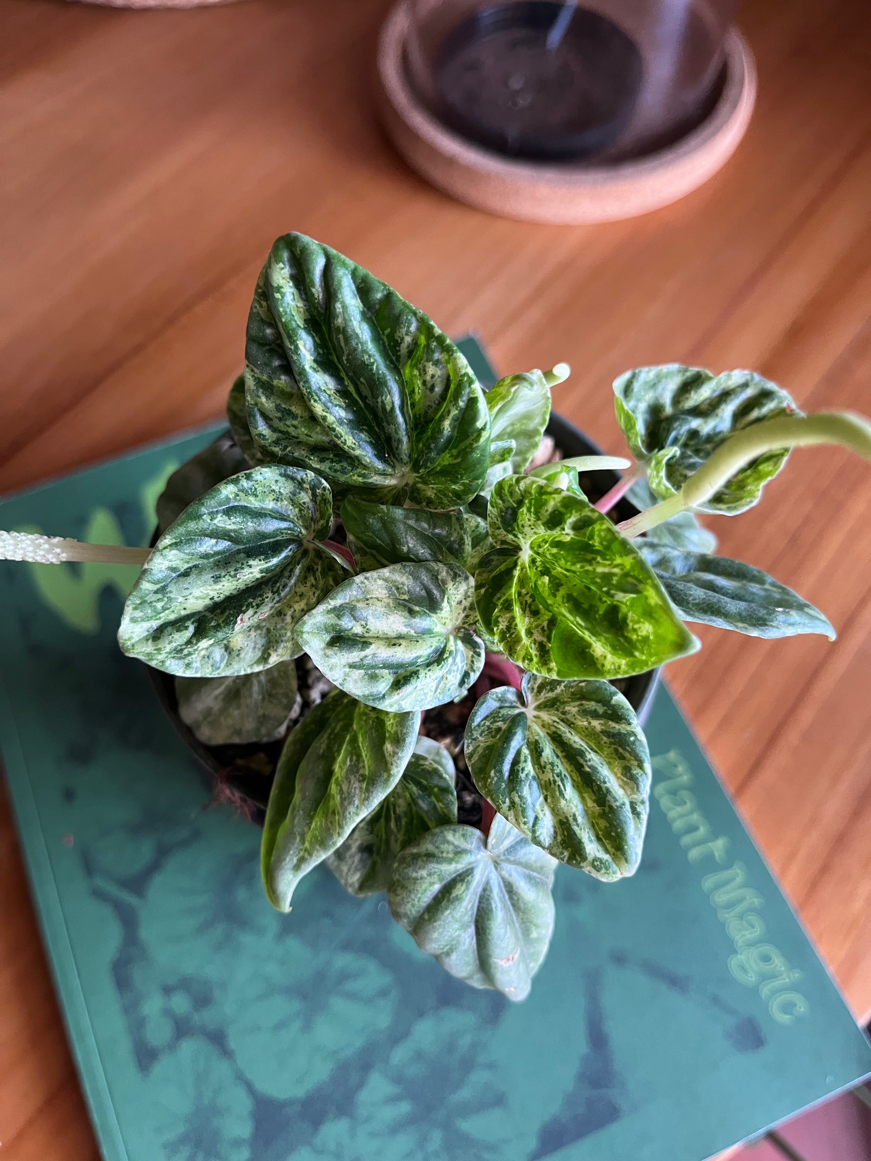 Peperomia Buenos Aires