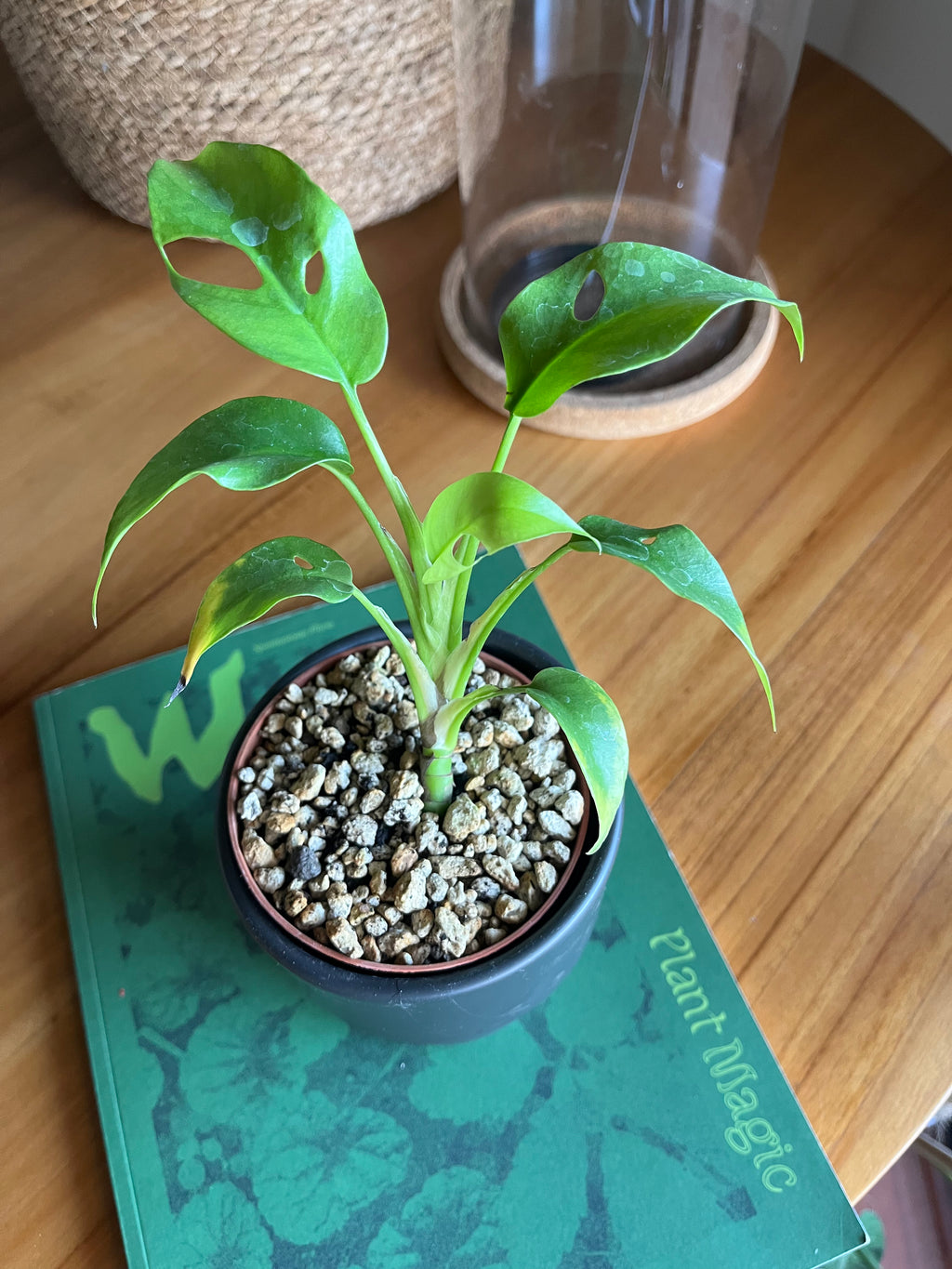 Monstera minima