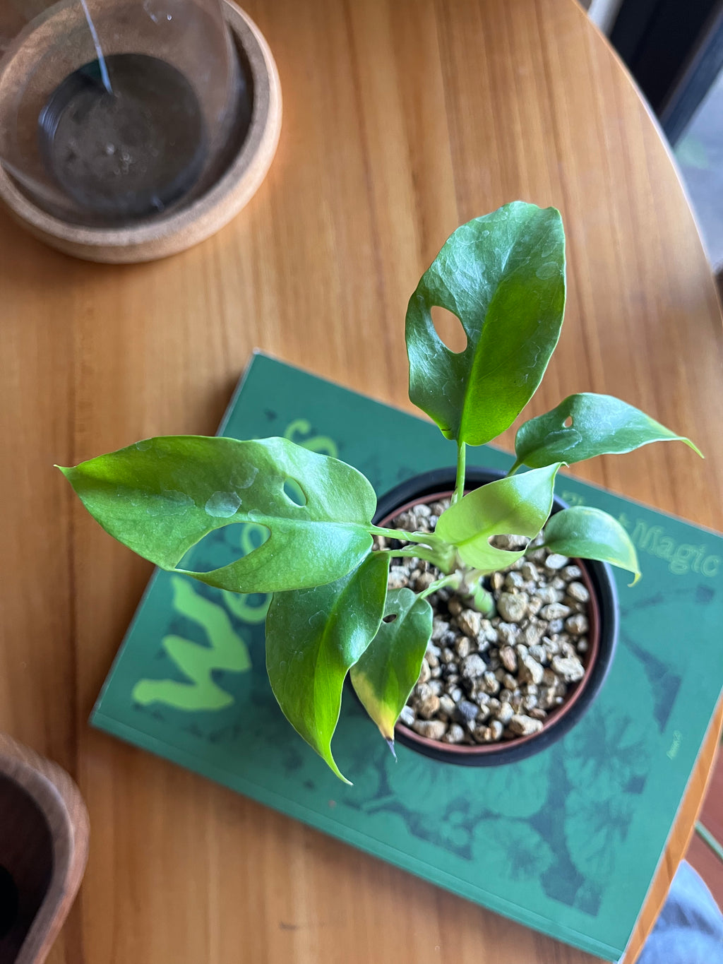 Monstera minima