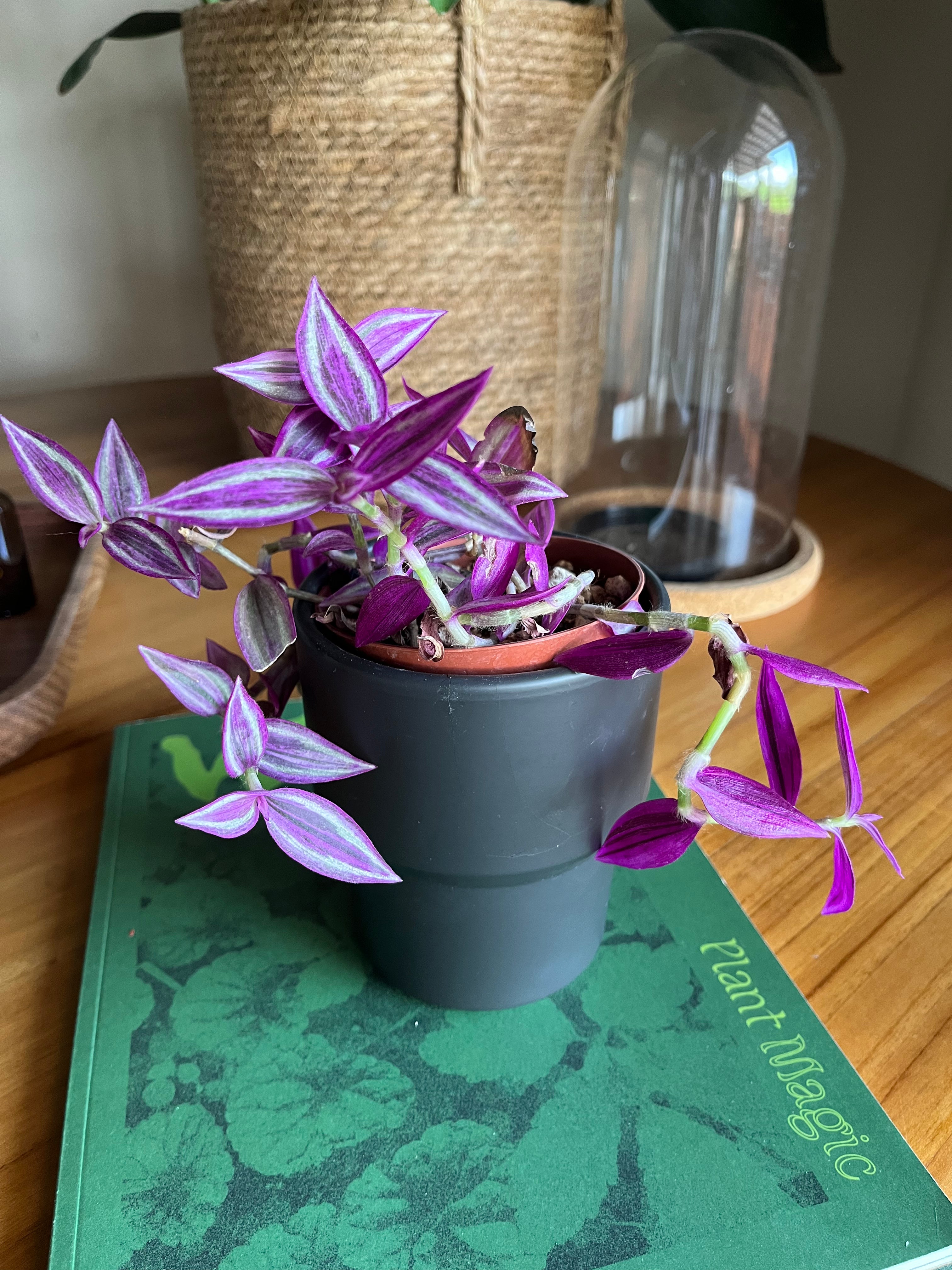 Tradescantia Pink Paradise