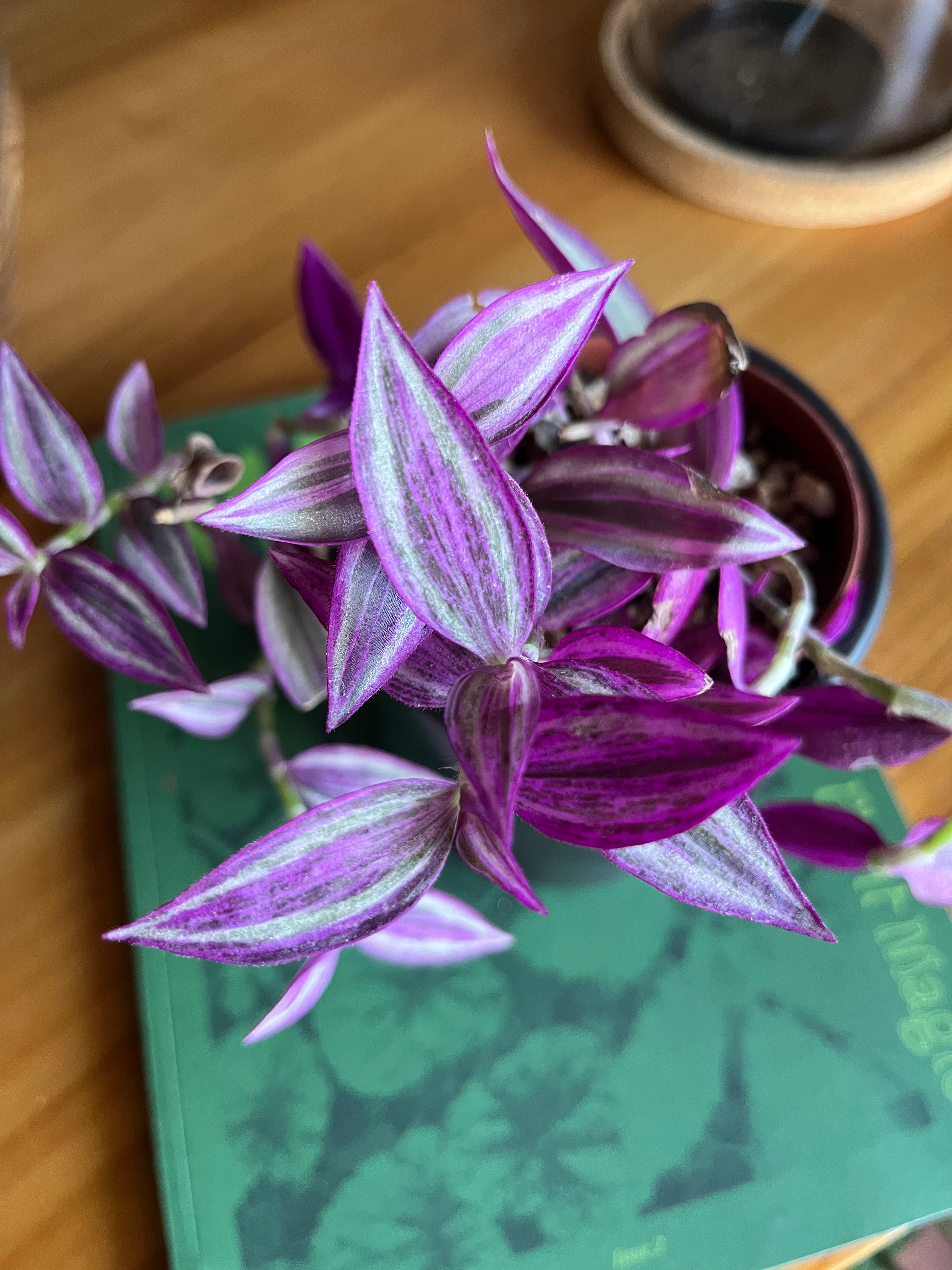 Tradescantia Pink Paradise