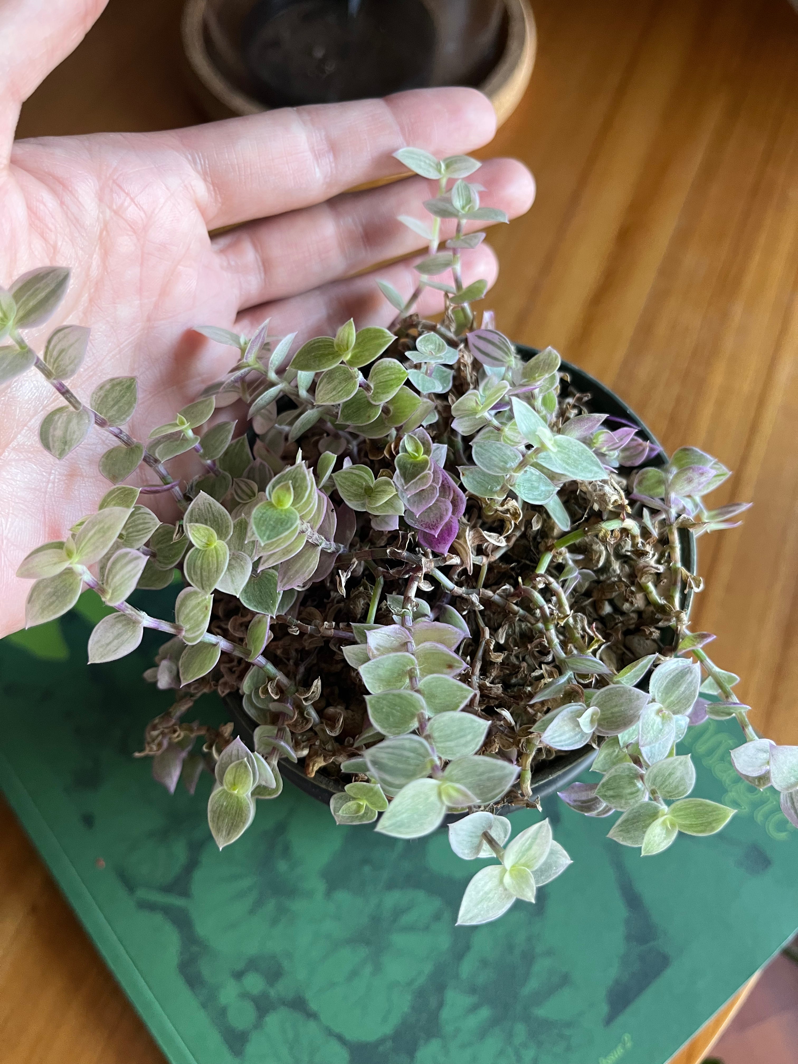 Tradescantia Pink Panther