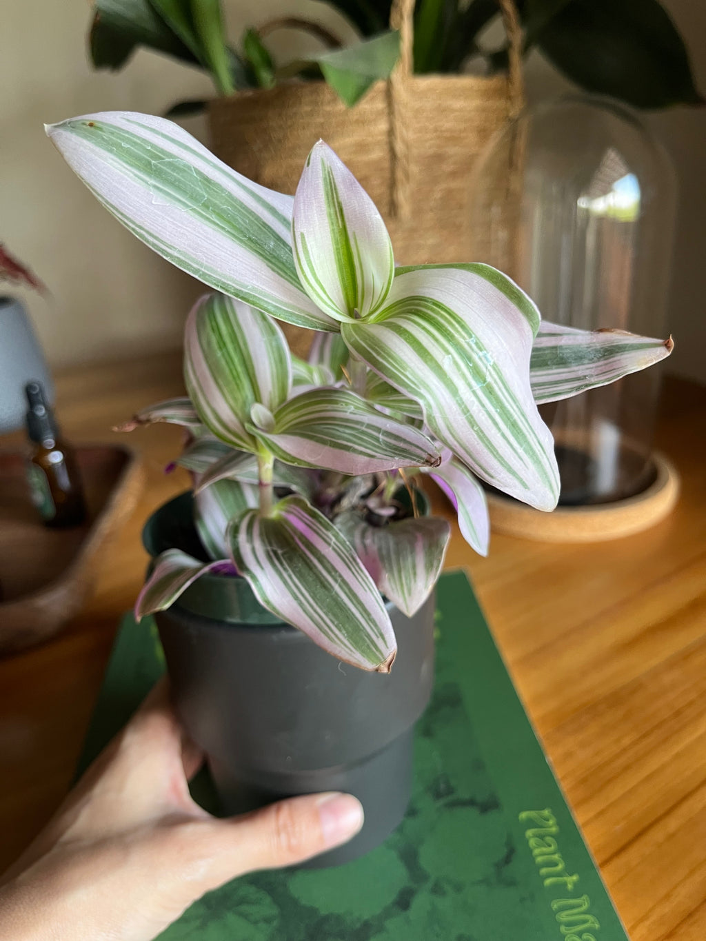 Tradescantia cerinthoides Nanouk