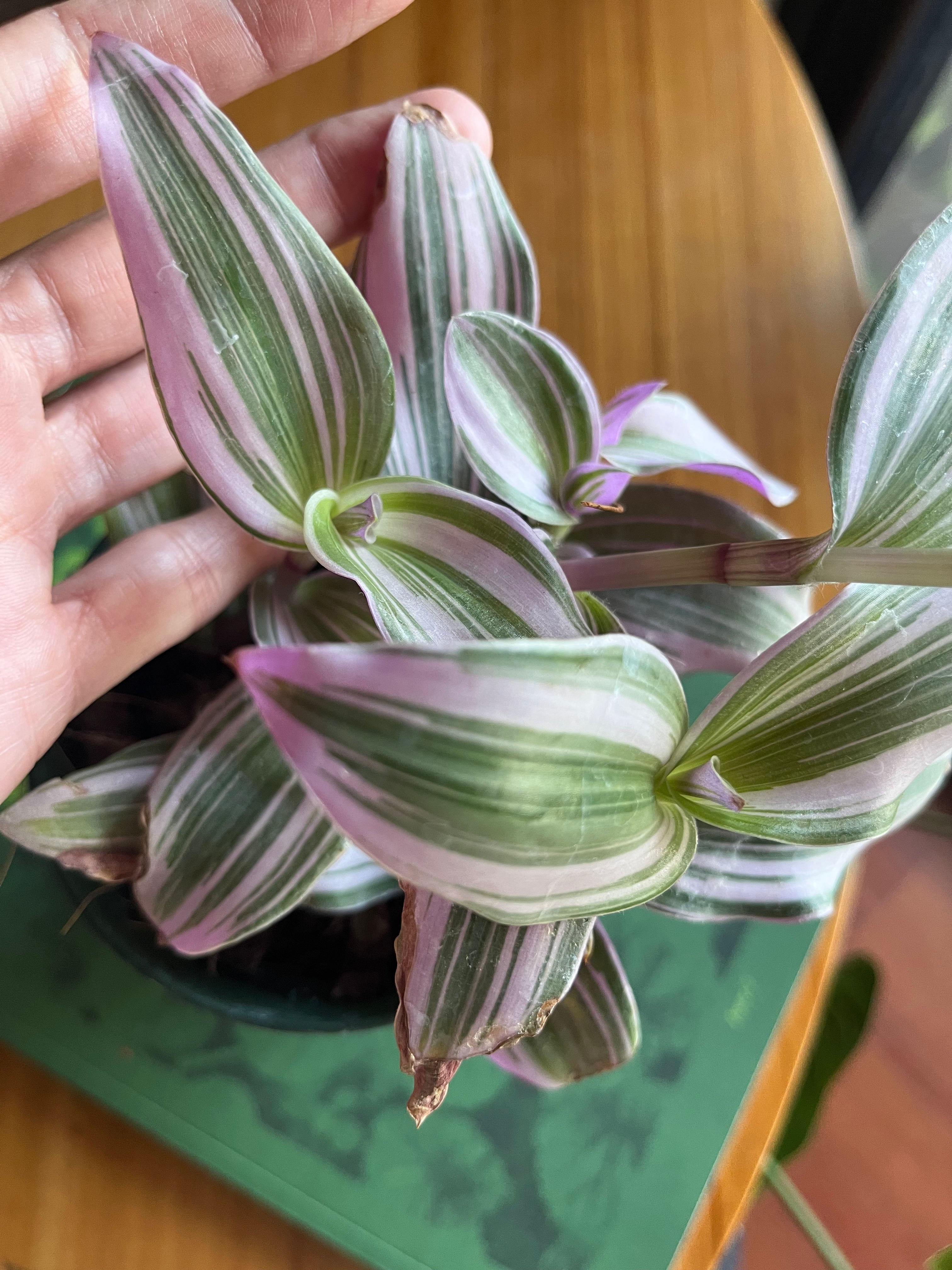 Tradescantia cerinthoides Nanouk